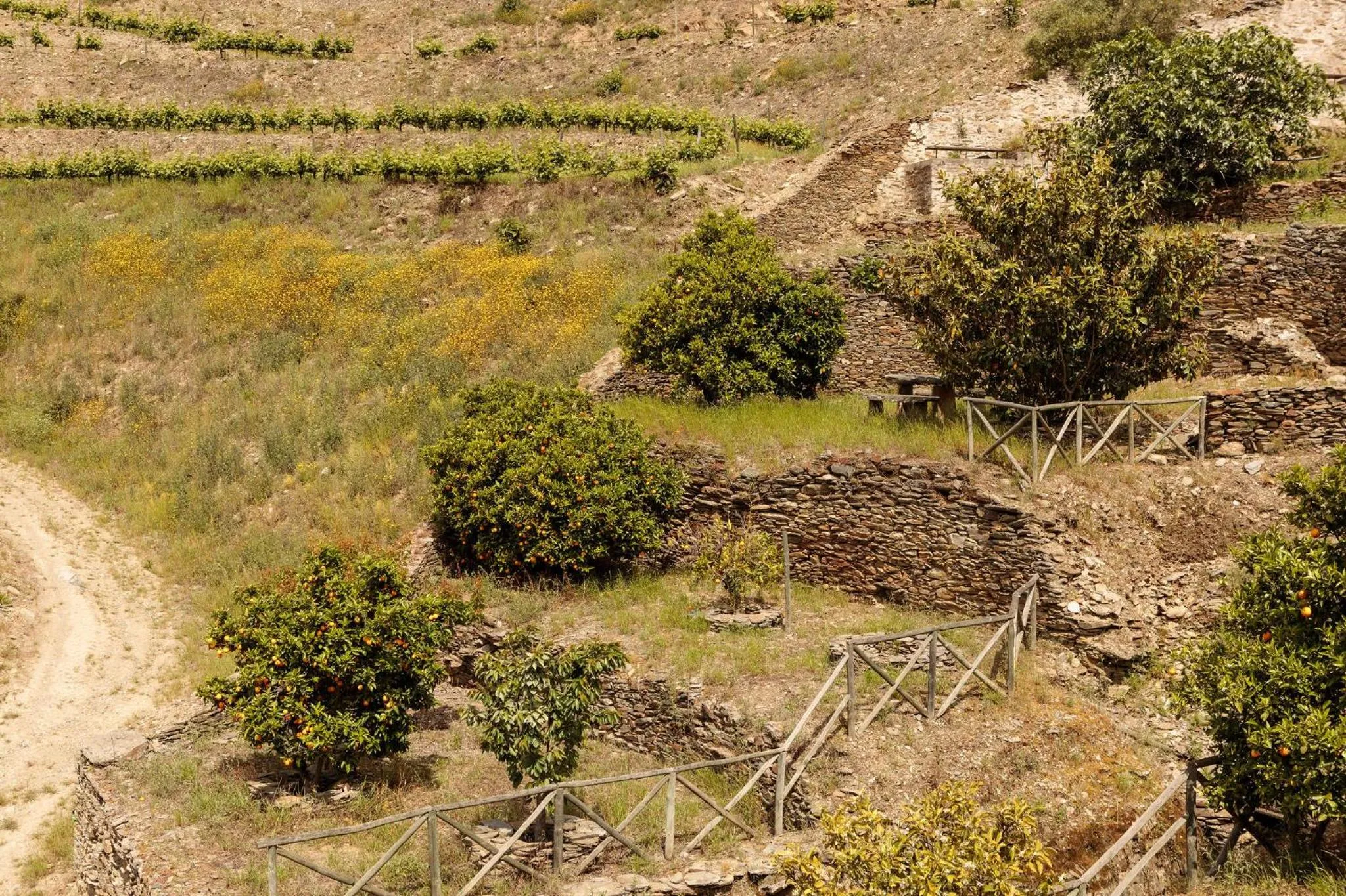Natural landscape in Quinta Nova Winery House - Relais & Châteaux