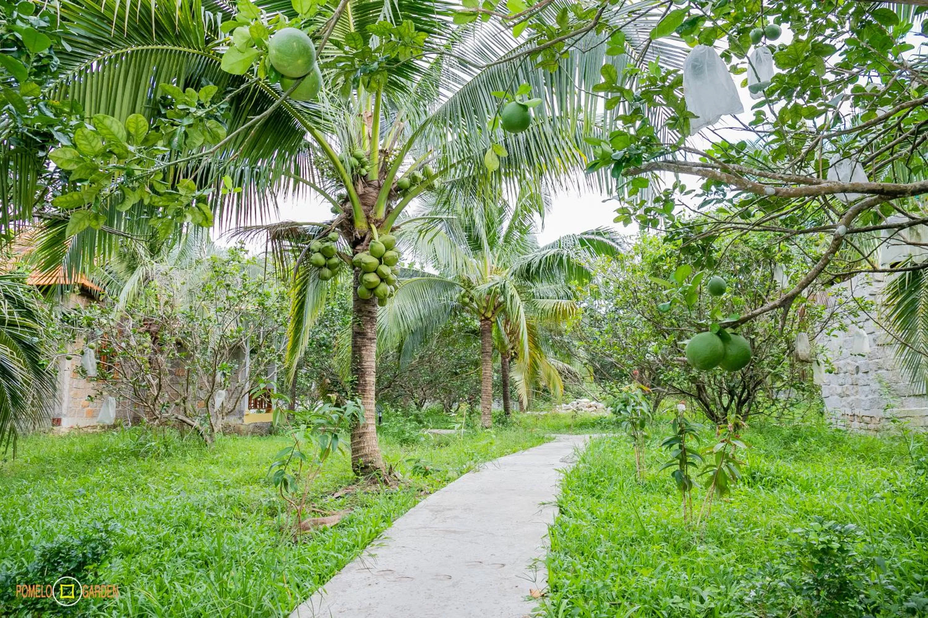 Garden in Phu Quoc Pomelo Garden