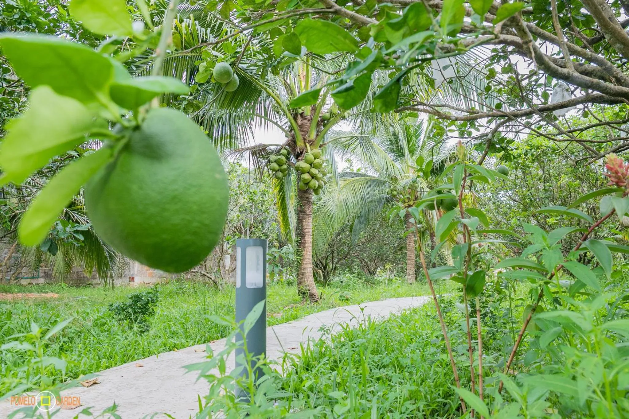 Phu Quoc Pomelo Garden