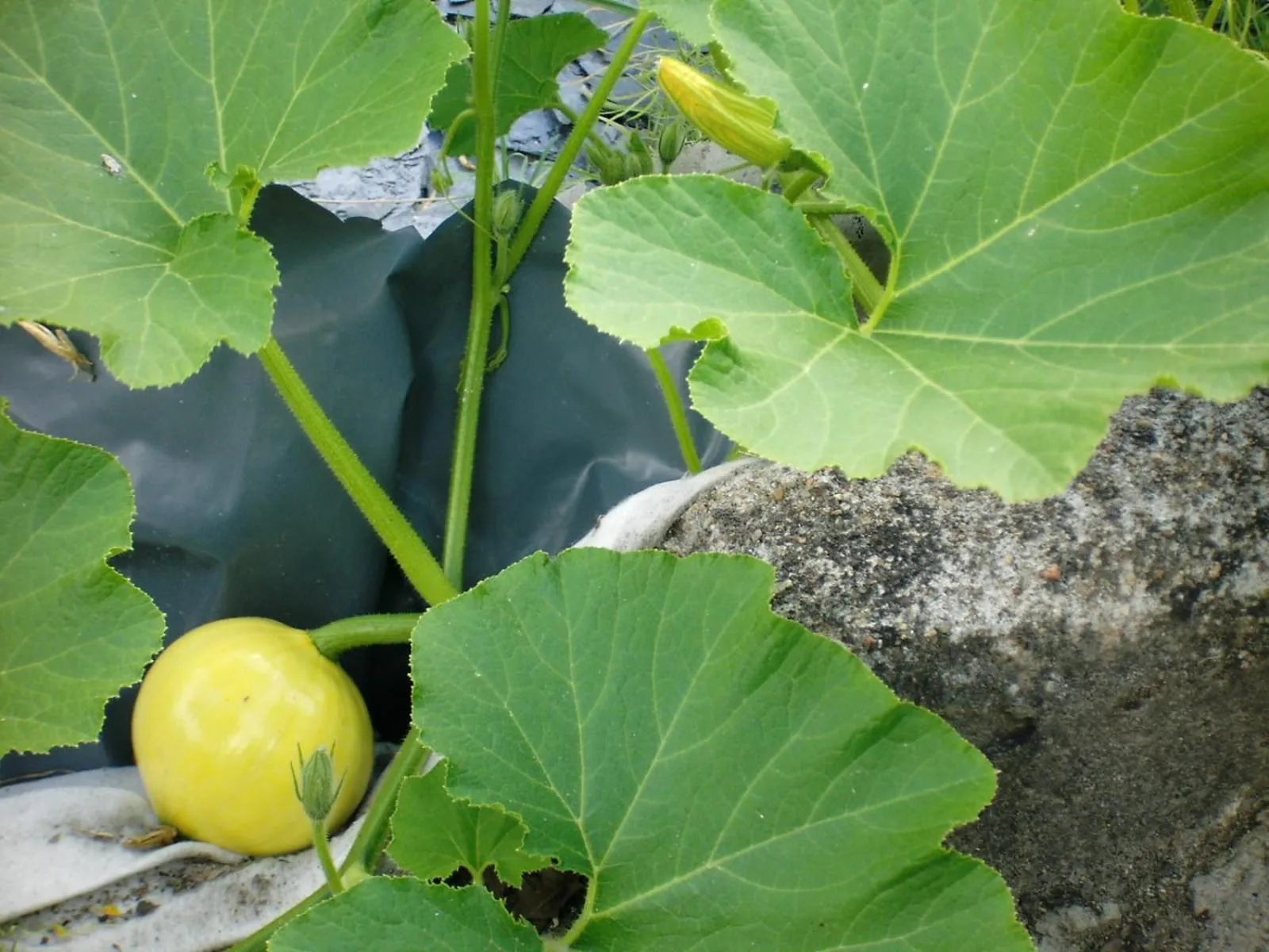 Garden in Logis Hôtels Troglododo