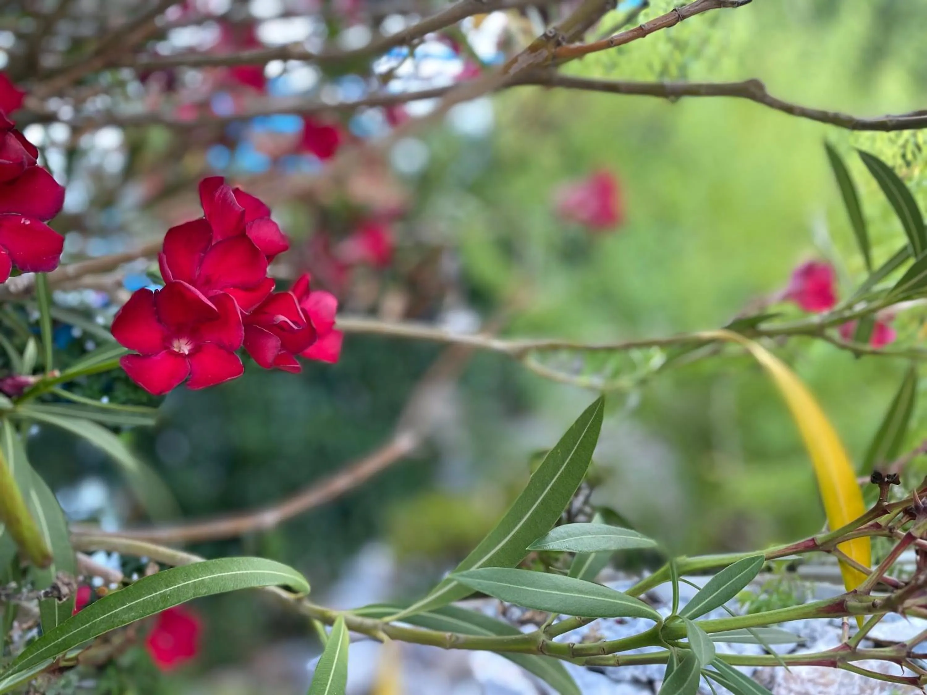 Garden in Pantheon Apartments & Studios