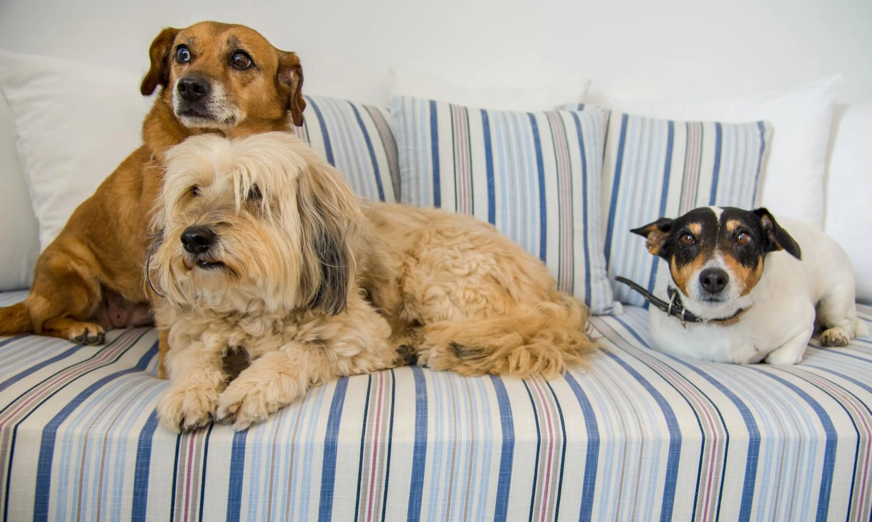 Animals in Seagull Hotel and Apartments