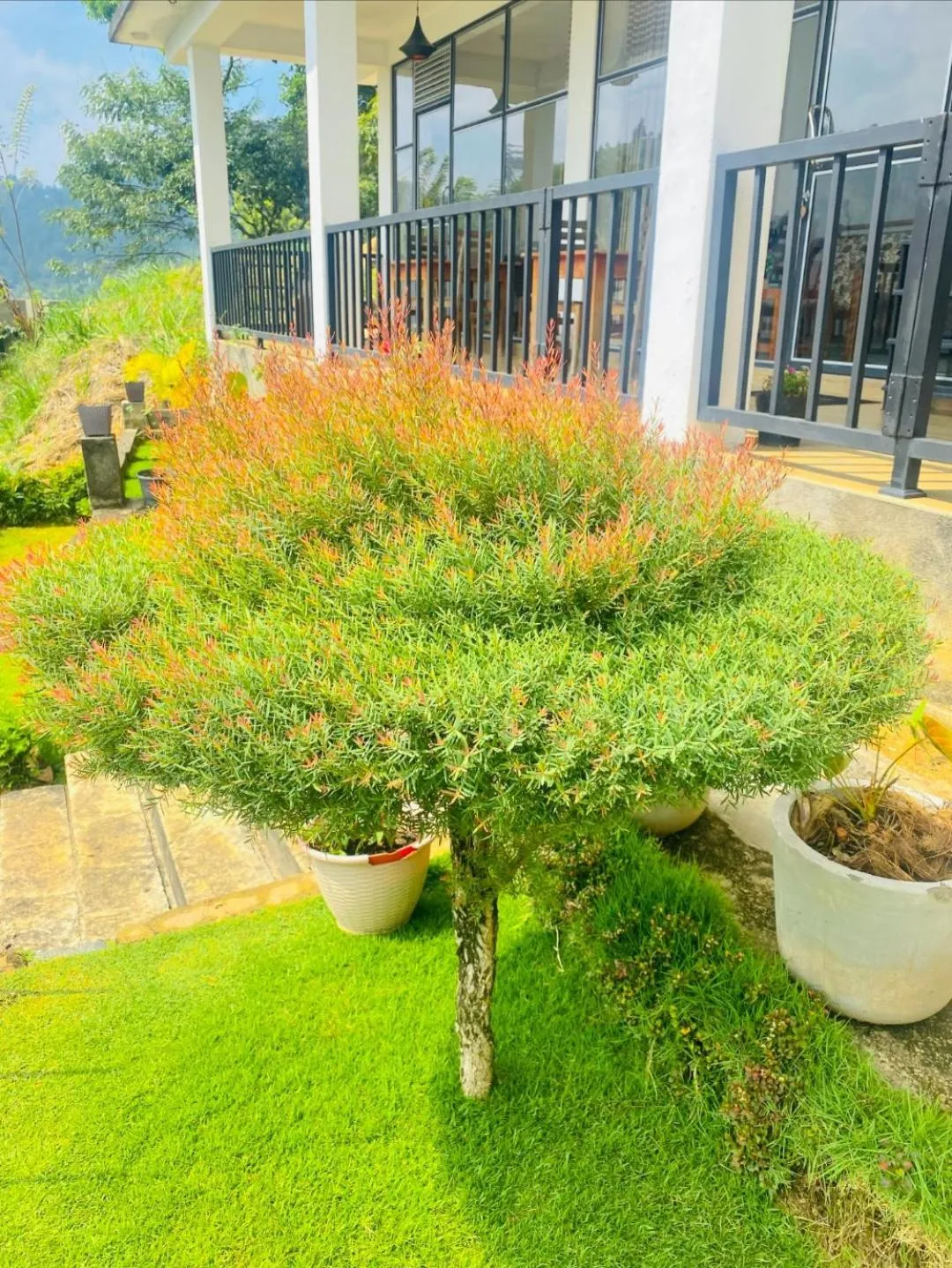 Garden in Two Rock Vista