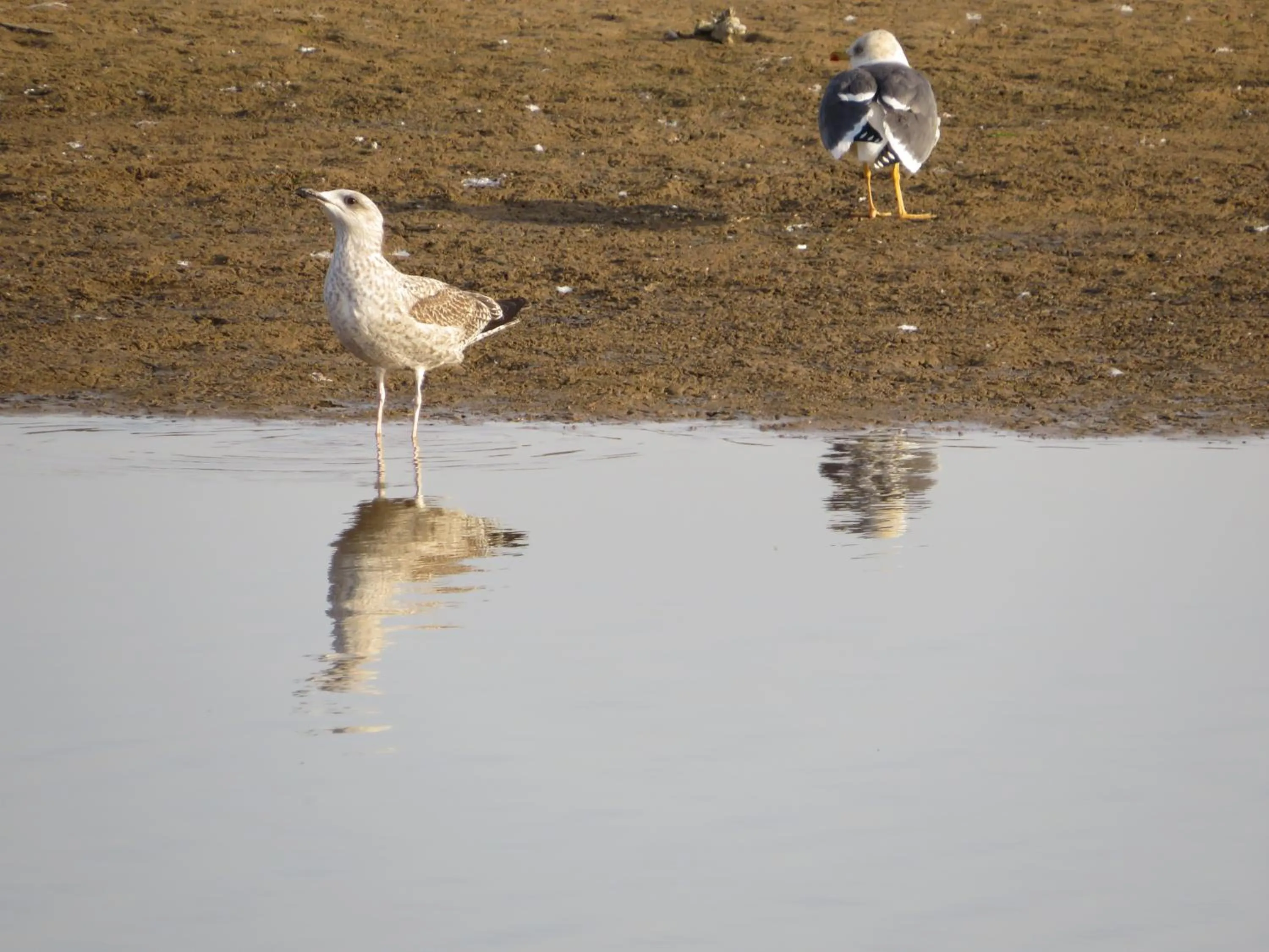 Animals in Hotel Apartamento Praia Azul