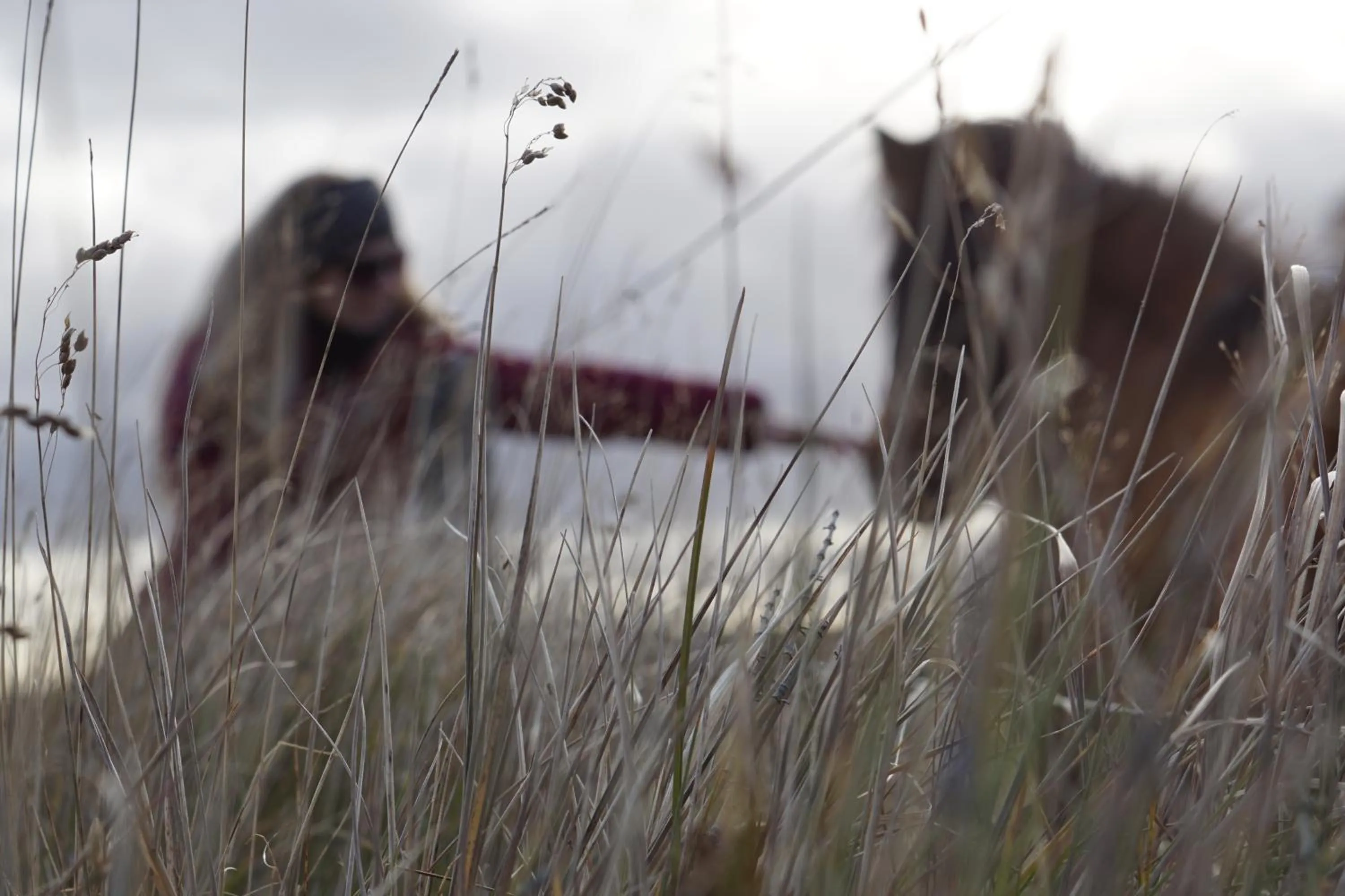 Animals in Landhotel