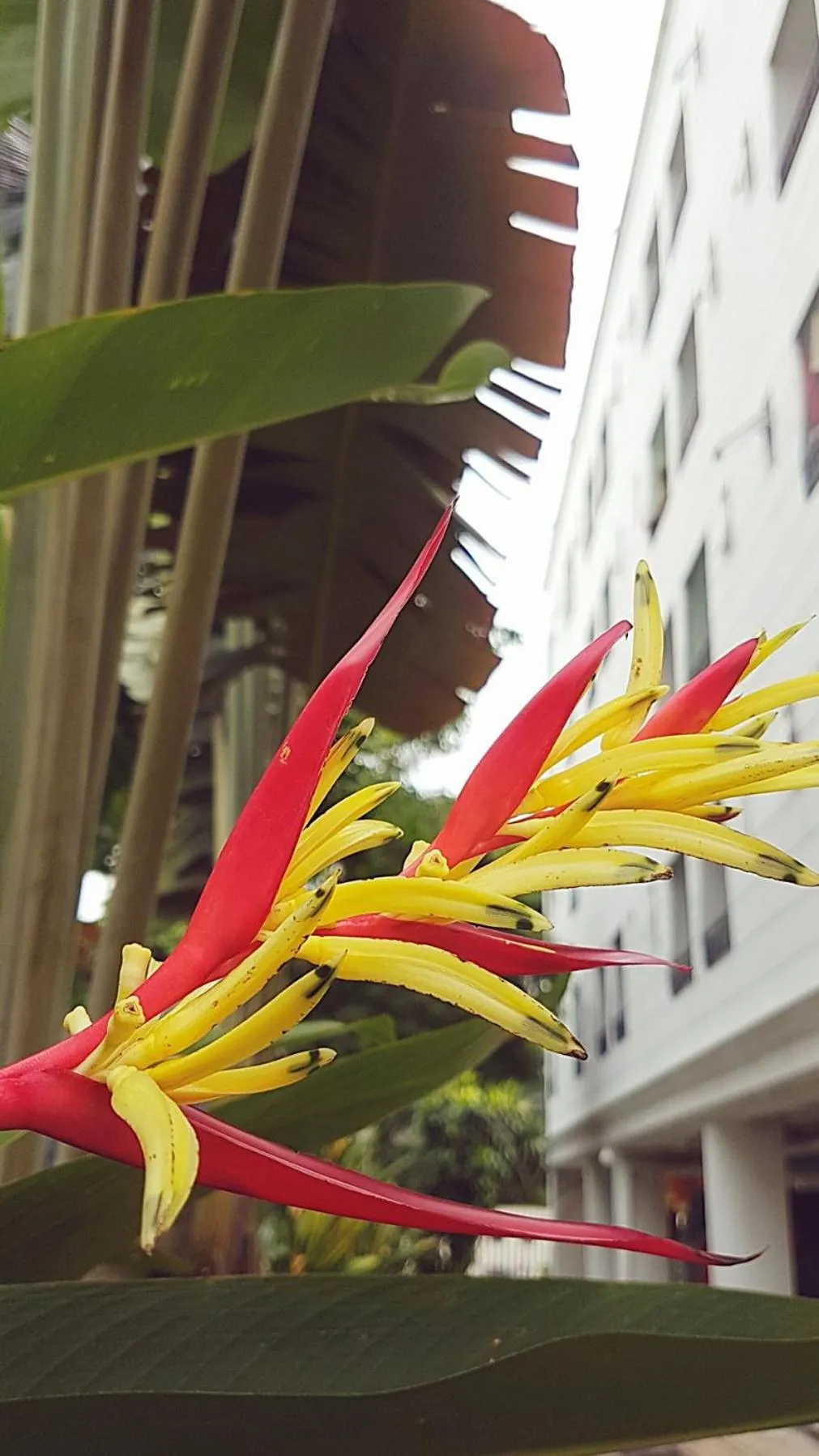 Natural landscape in THE 20 @Sukhumvit 77