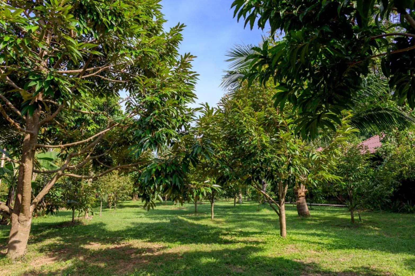 Natural landscape in Bang Po Garden