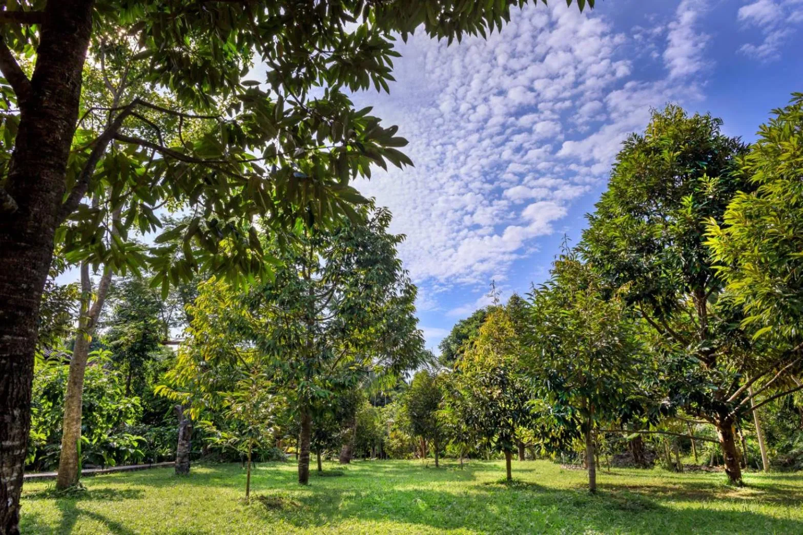 Day in Bang Po Garden