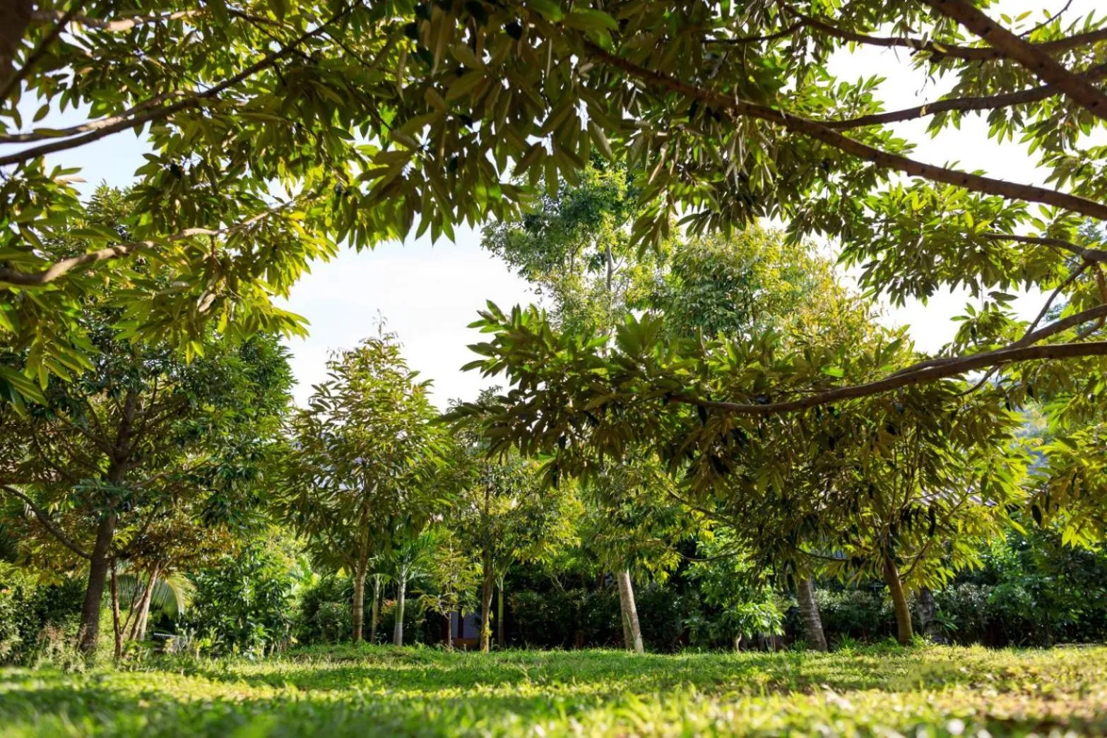 Natural landscape in Bang Po Garden