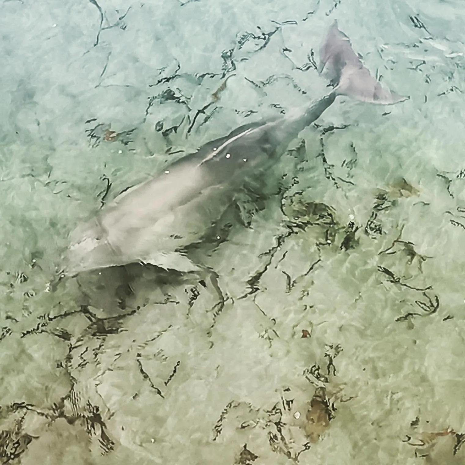 Animals in Vagabond Historic