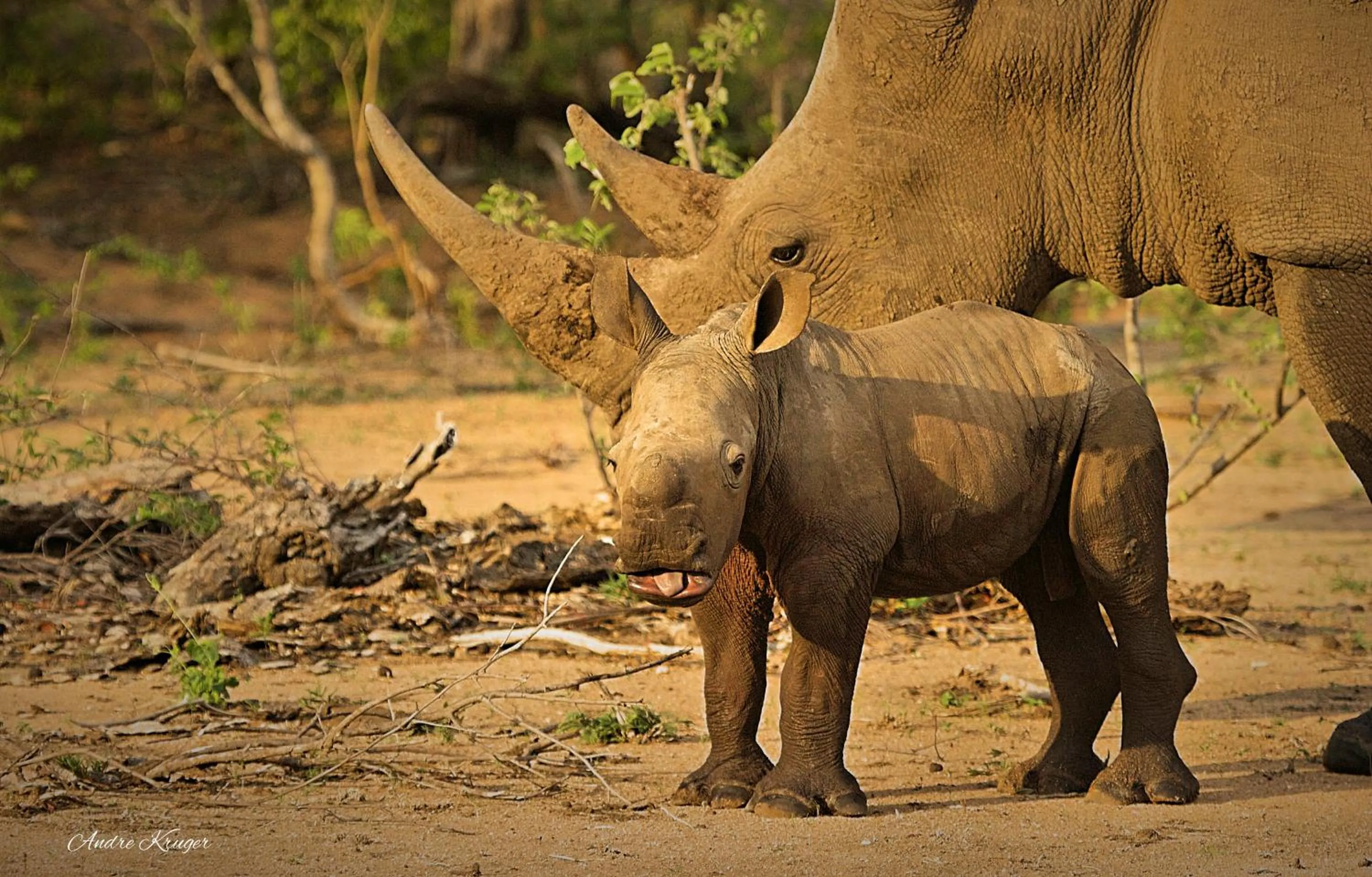 Animals in Klaserie Drift Misava