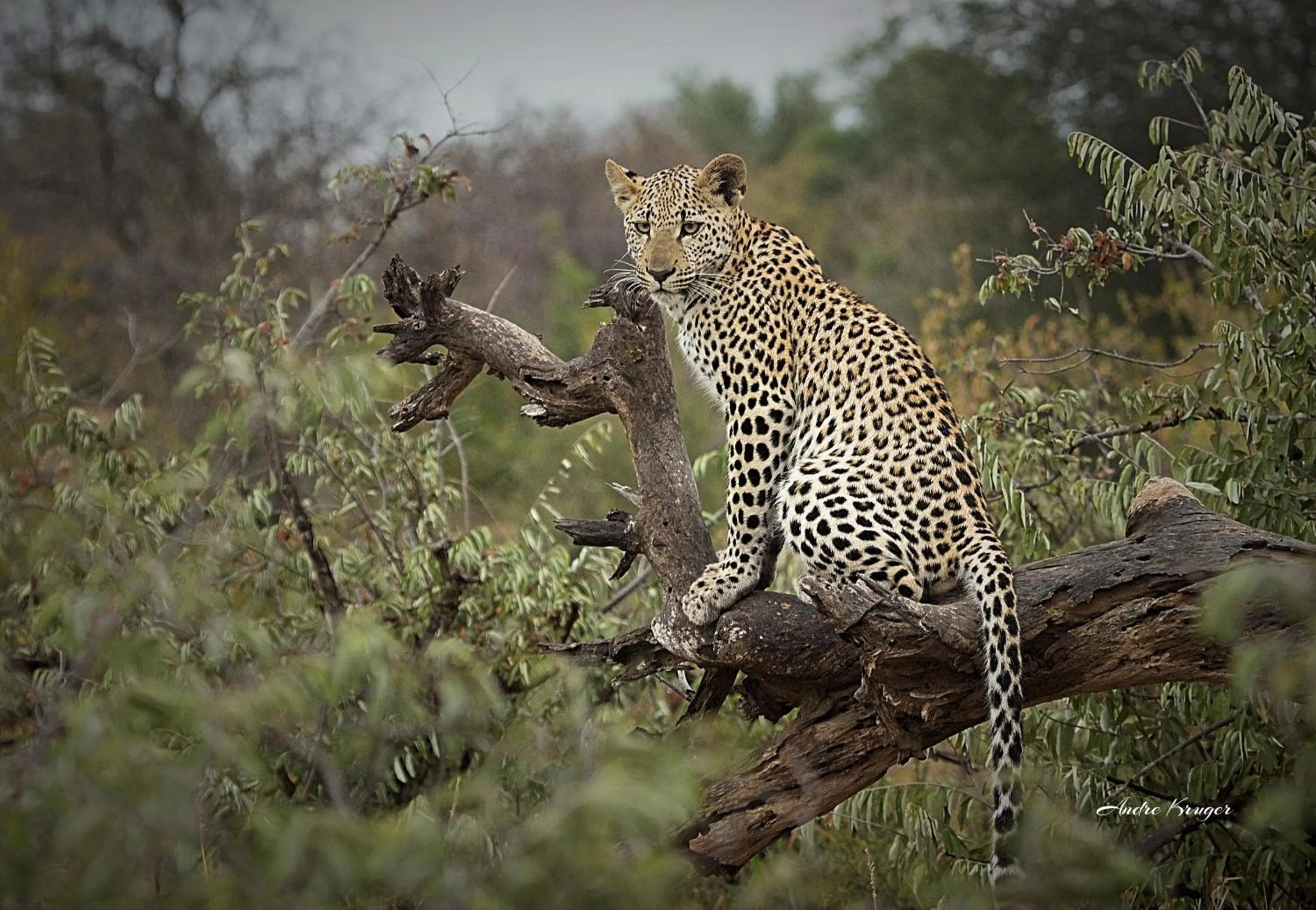 Animals in Klaserie Drift Misava