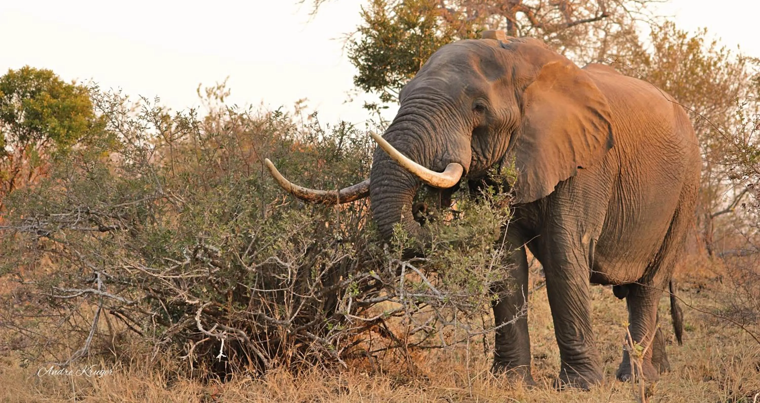 Animals in Klaserie Drift Misava