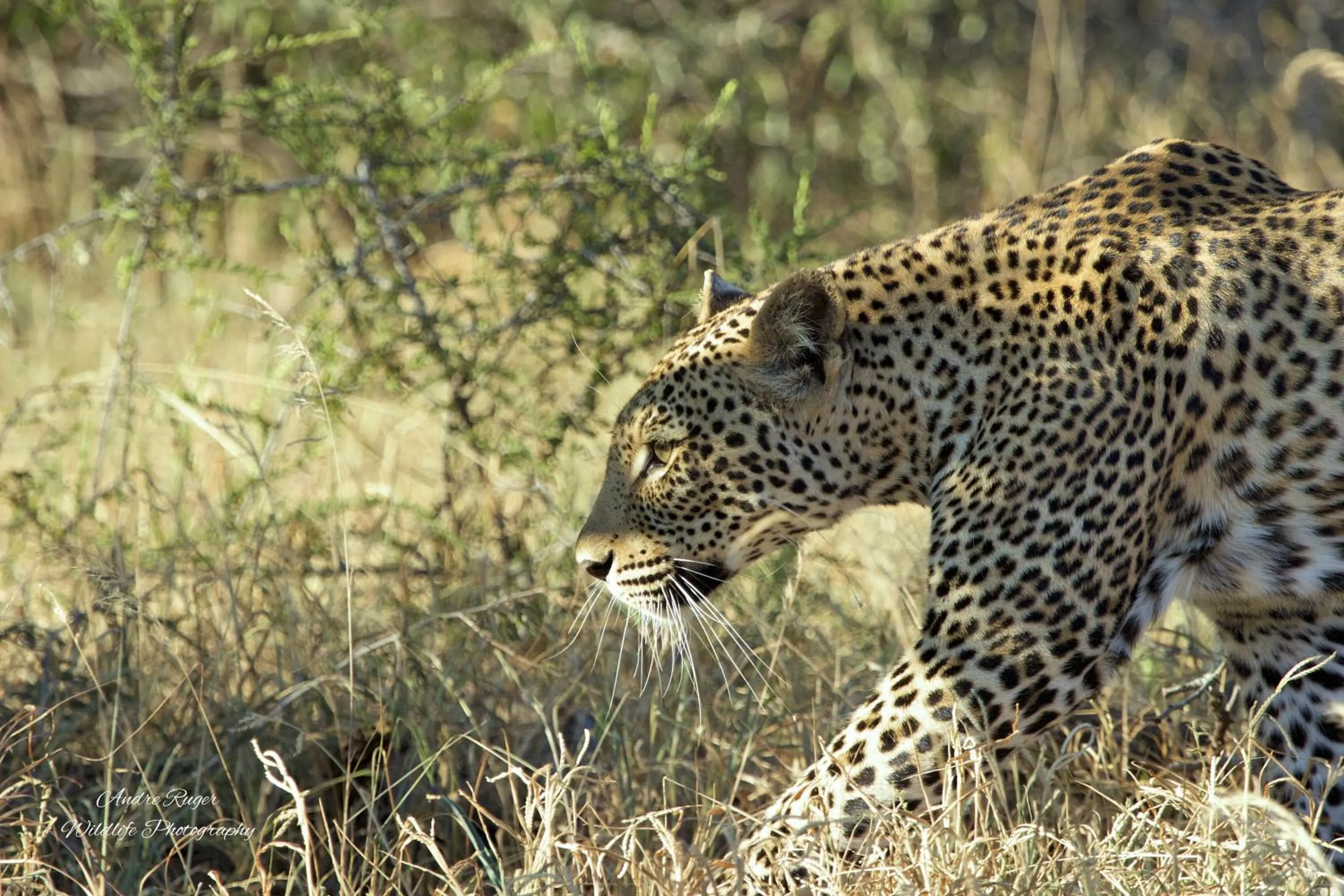 Animals in Klaserie Drift Misava