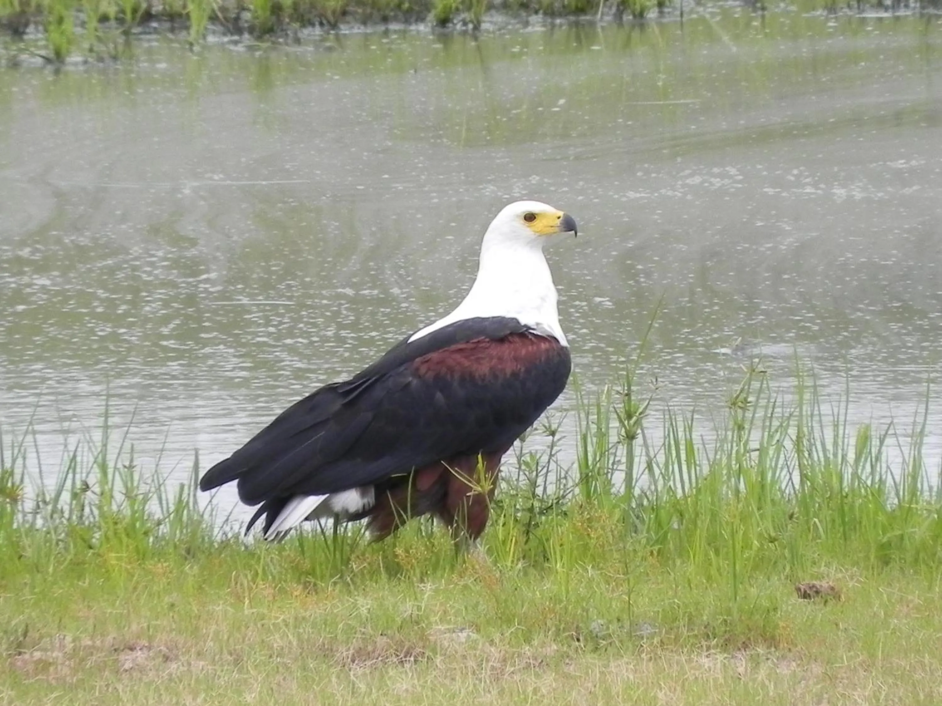 Animals in Klaserie Drift Misava