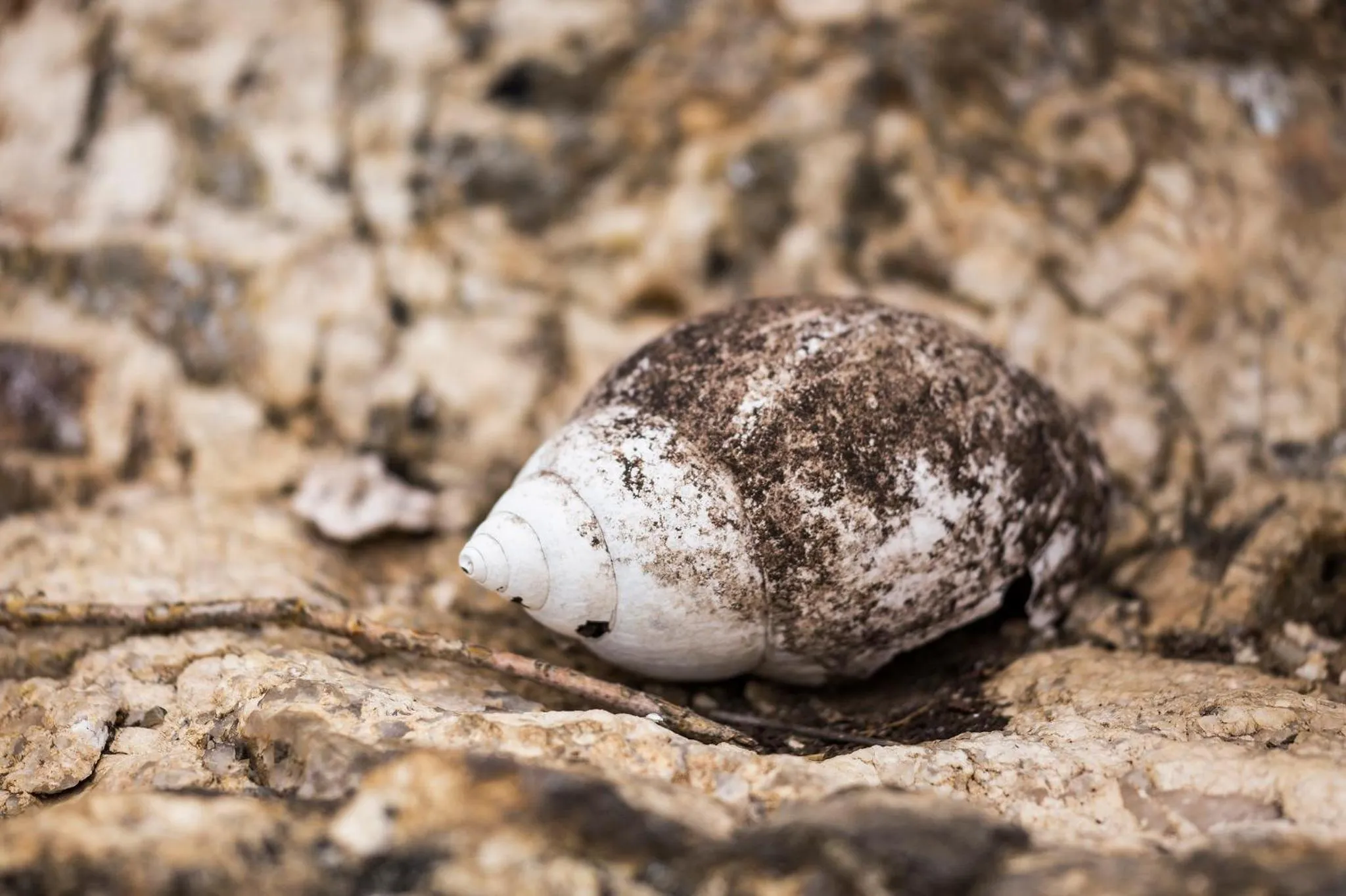 Animals in Klaserie Drift Misava