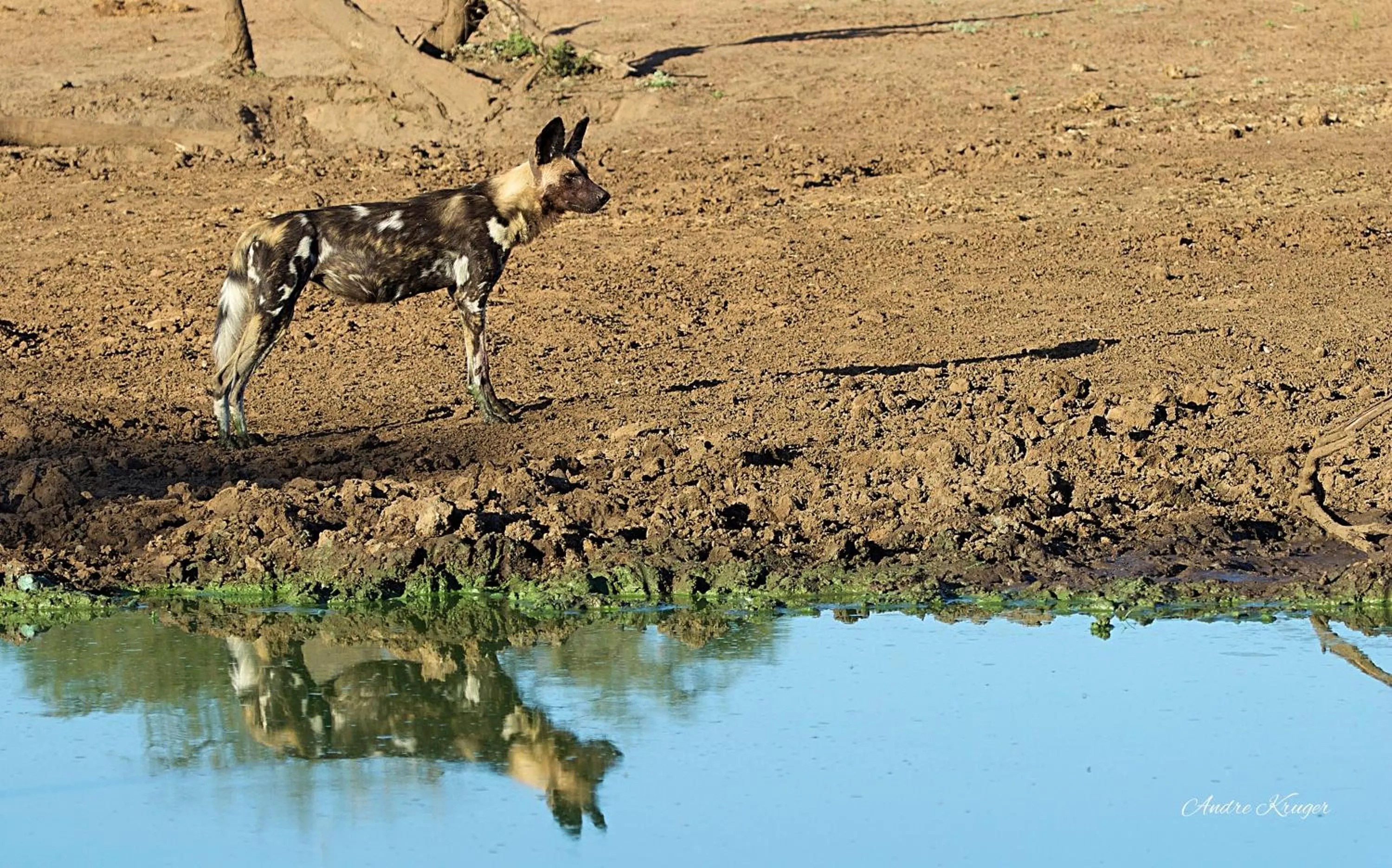 Animals in Klaserie Drift Misava