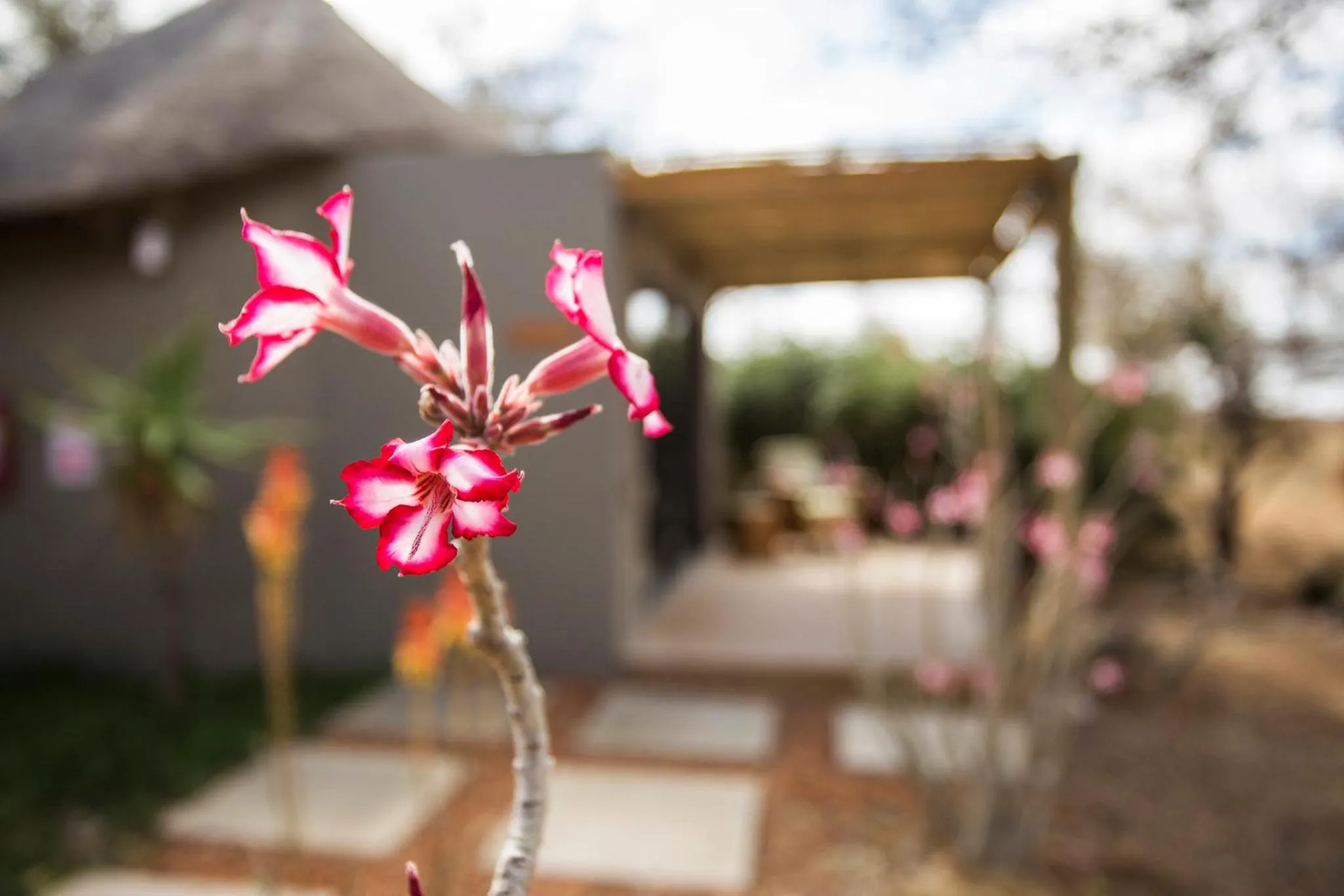 Garden view in Klaserie Drift Misava