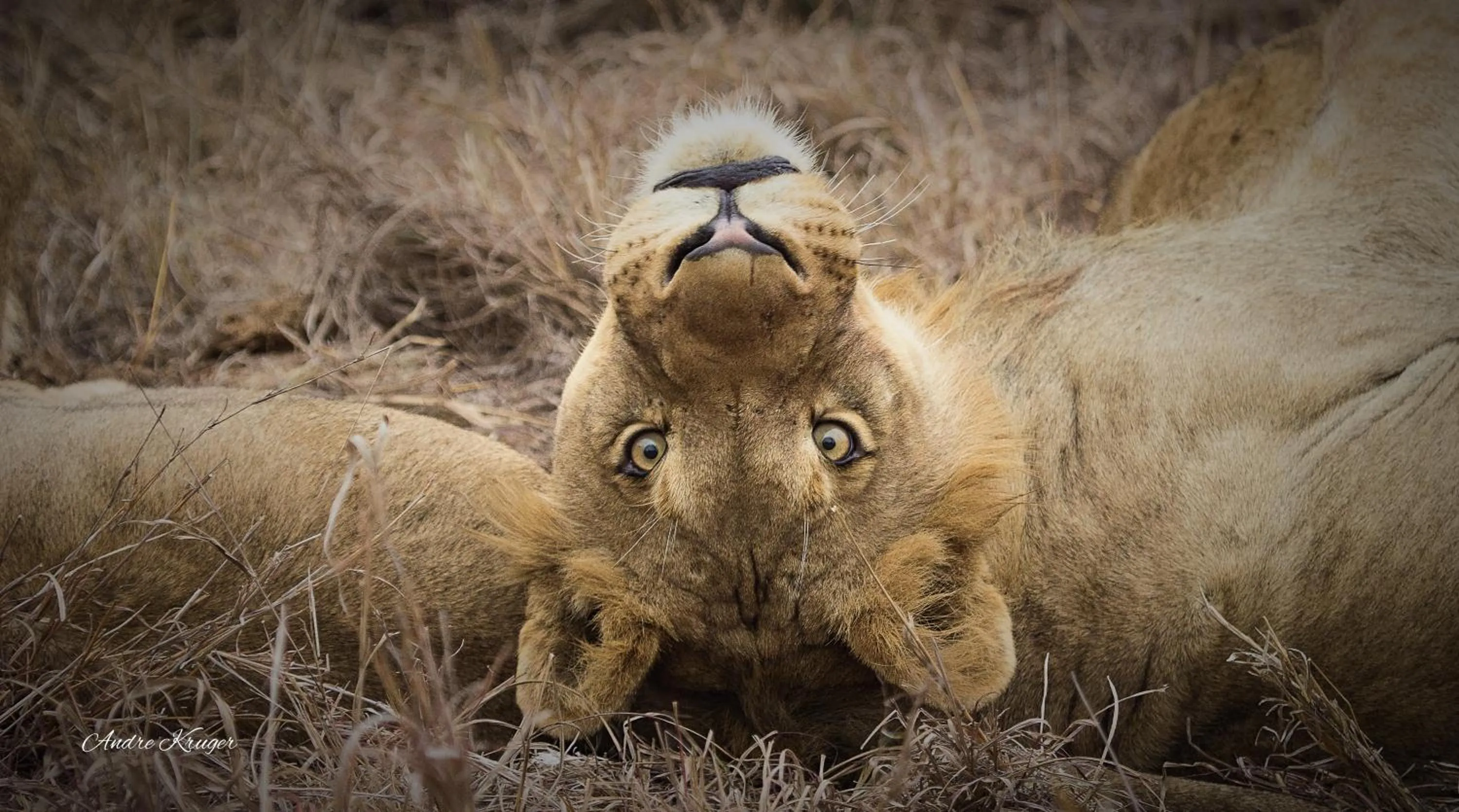 Animals in Klaserie Drift Misava