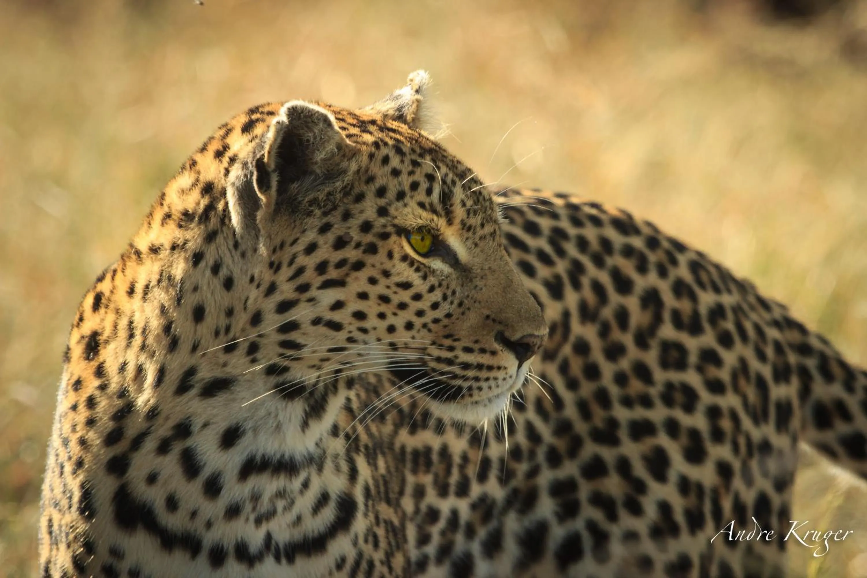 Animals in Klaserie Drift Misava