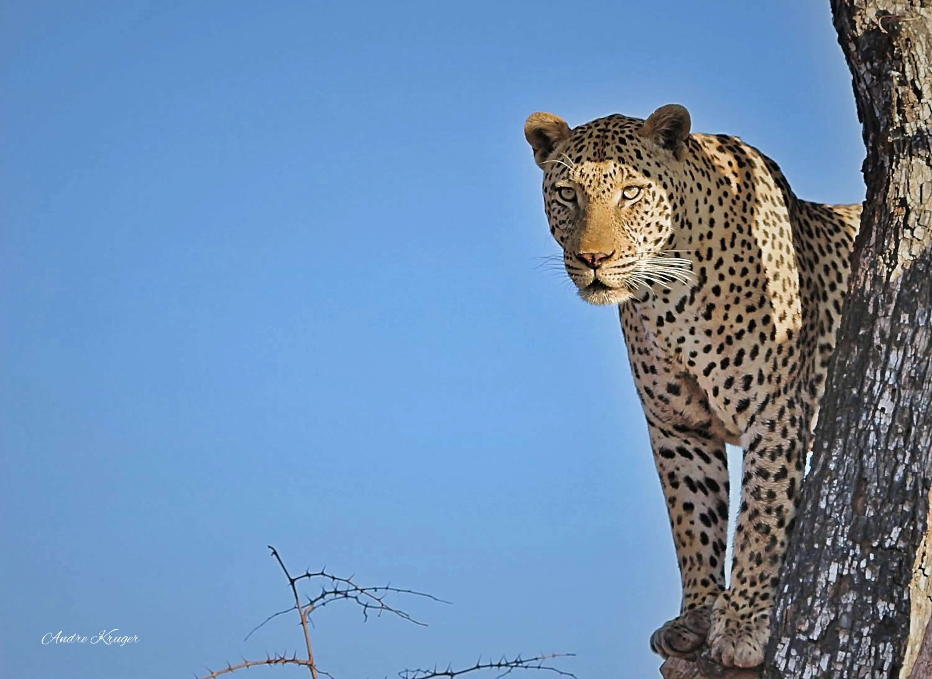 Animals in Klaserie Drift Misava