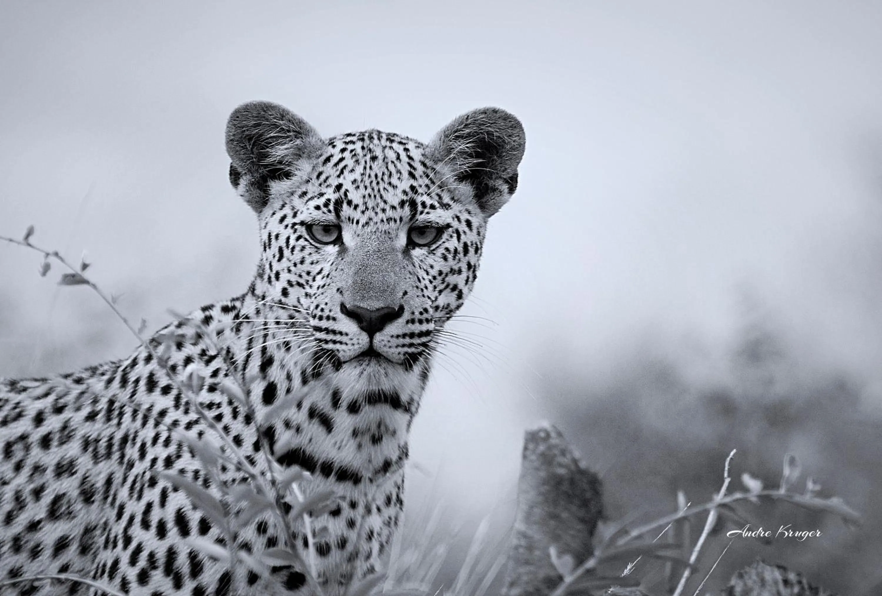 Animals in Klaserie Drift Misava