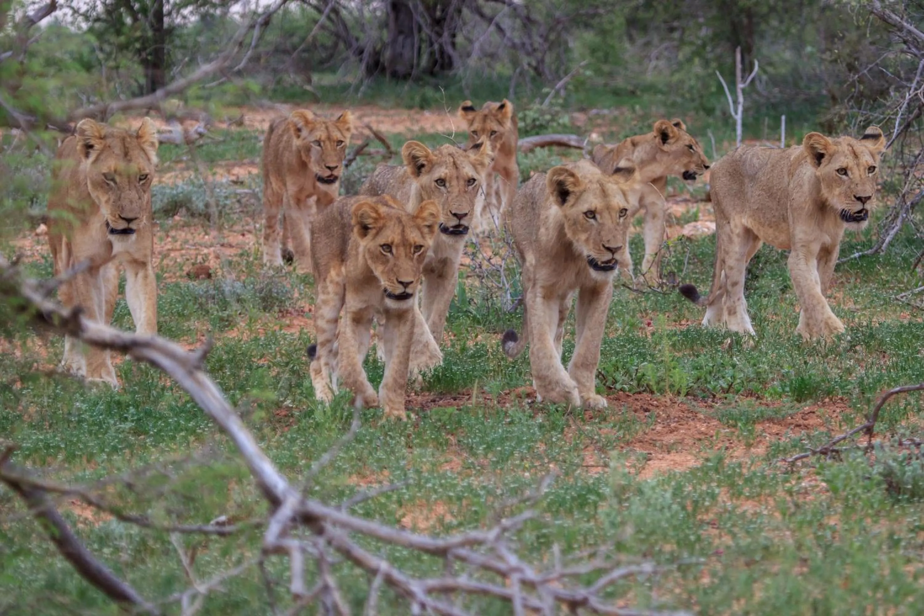 Animals in Klaserie Drift Misava