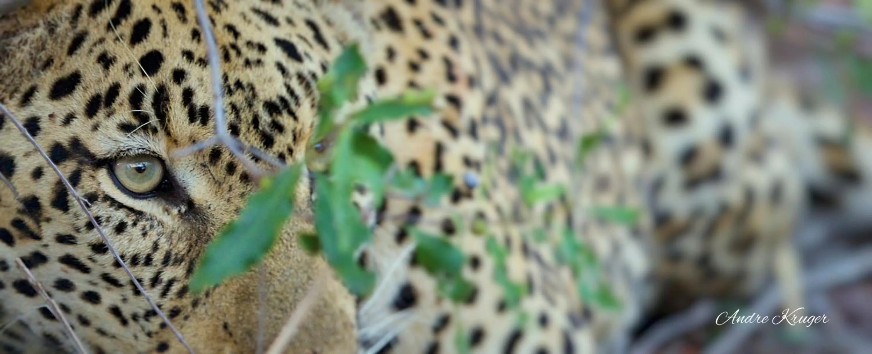 Animals in Klaserie Drift Misava