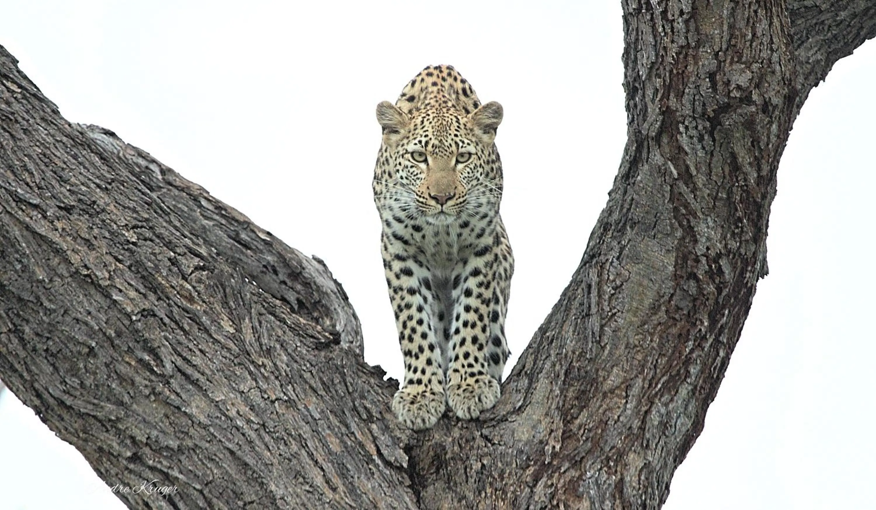 Animals in Klaserie Drift Misava