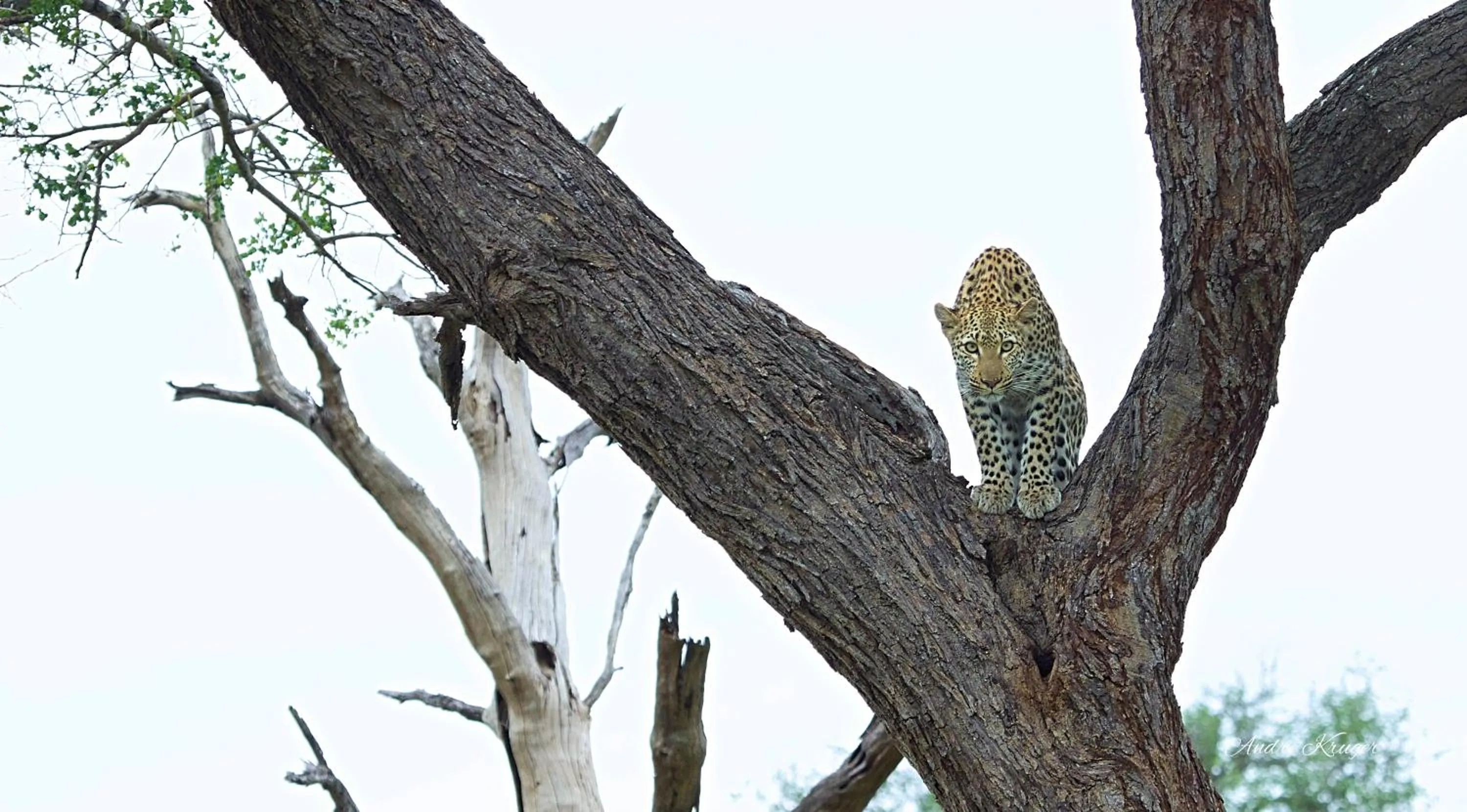 Animals in Klaserie Drift Misava