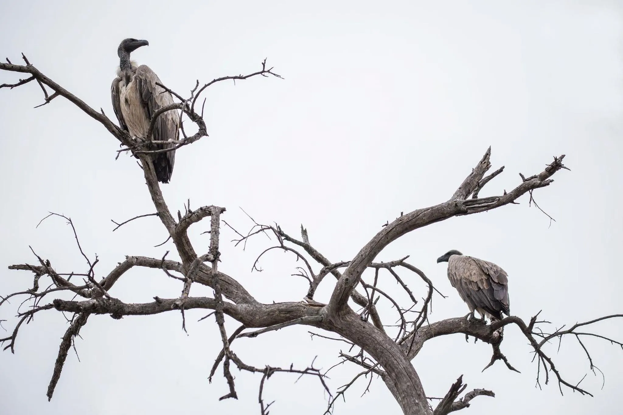 Animals in Klaserie Drift Misava