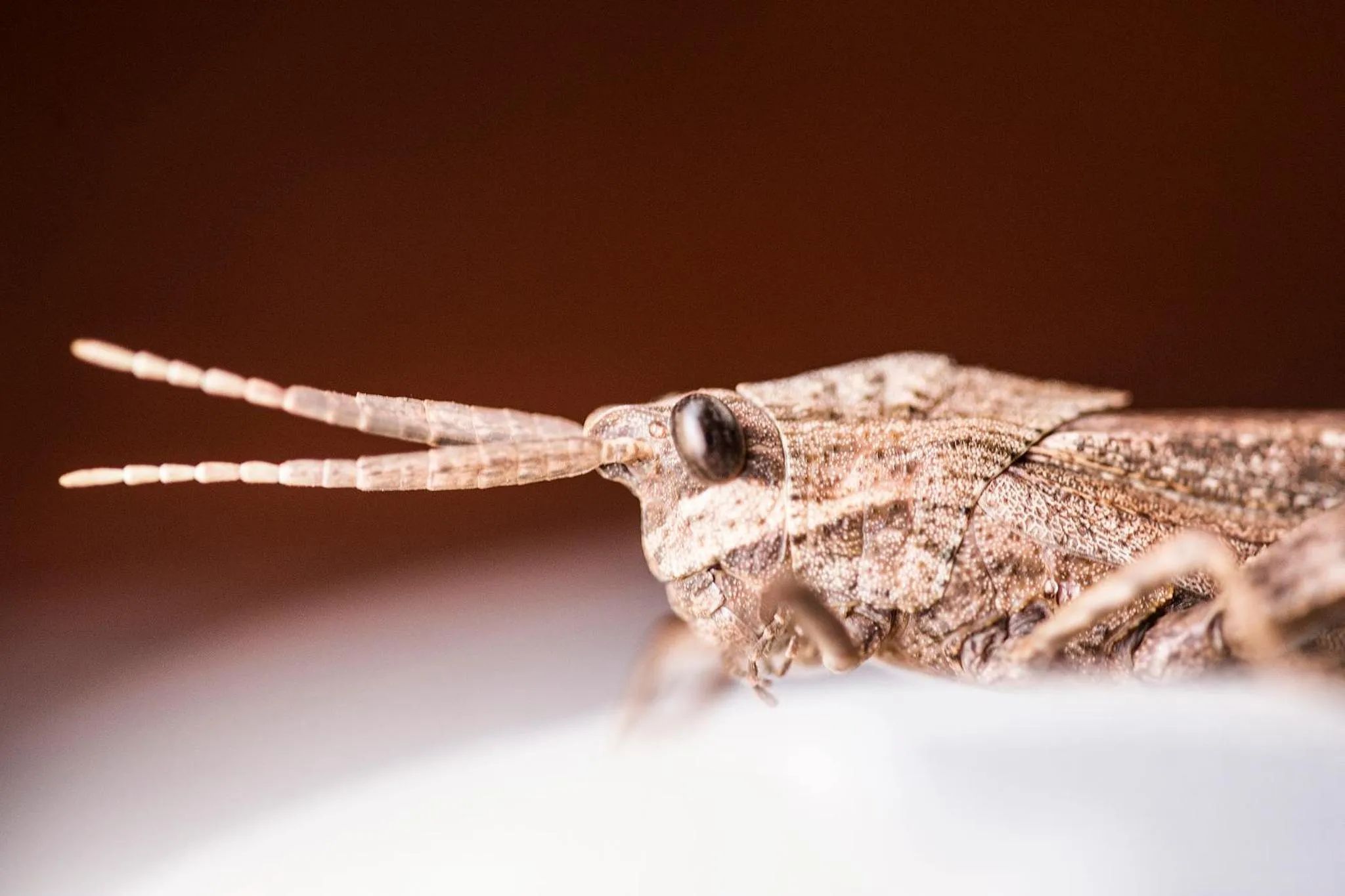 Animals in Klaserie Drift Misava