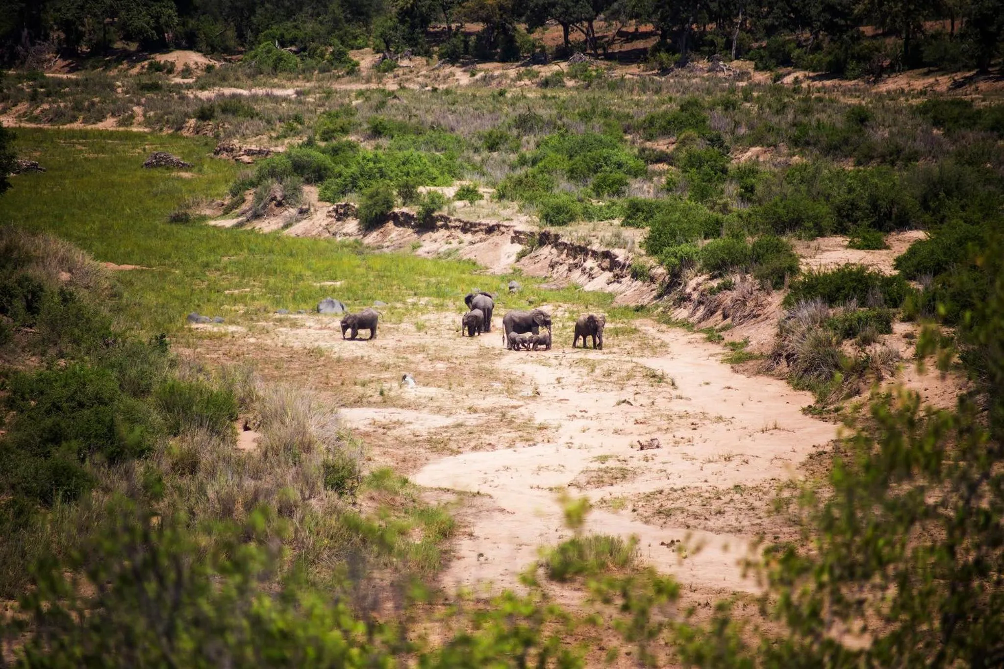 Animals in Klaserie Drift Misava