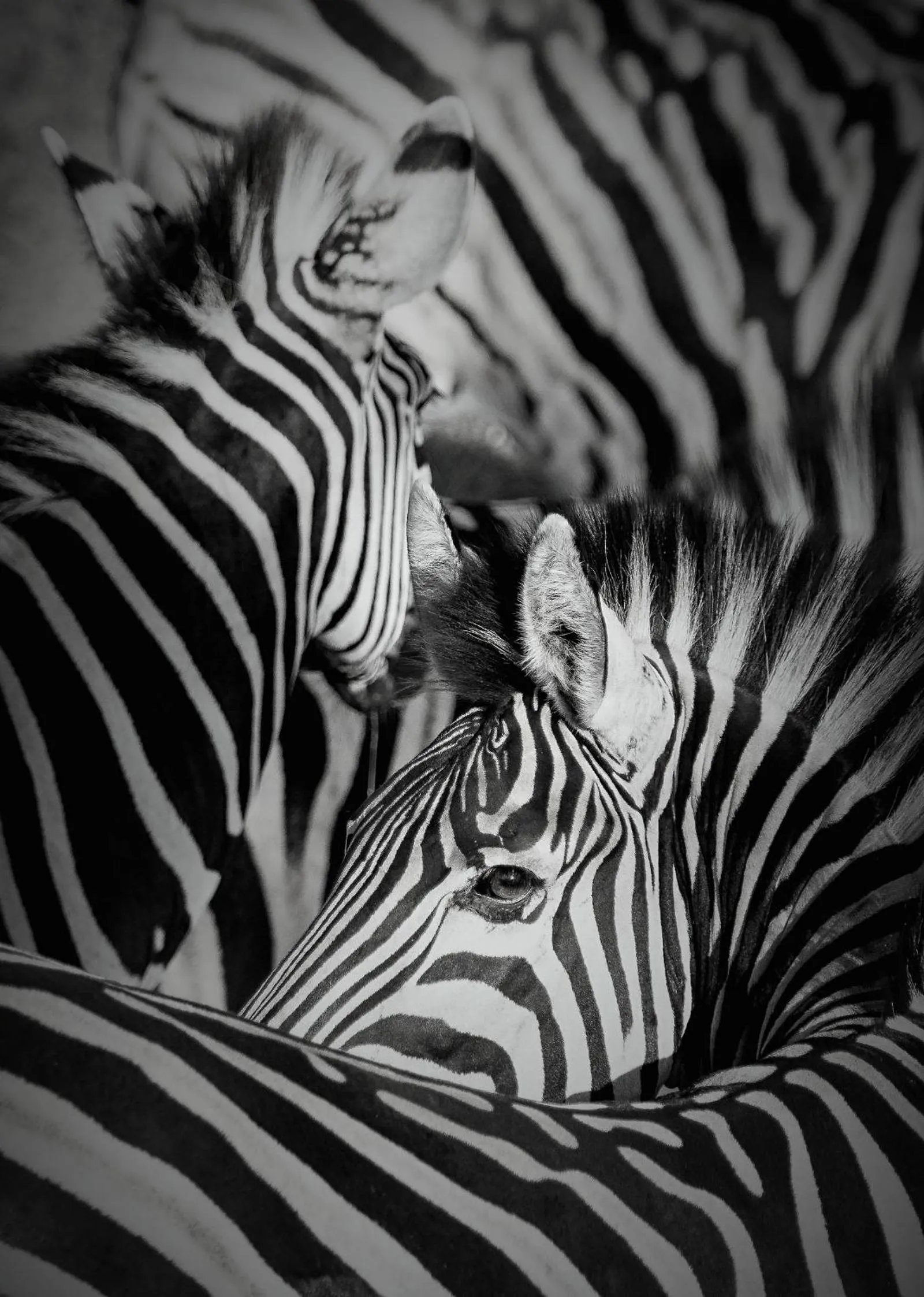 Animals in Klaserie Drift Misava