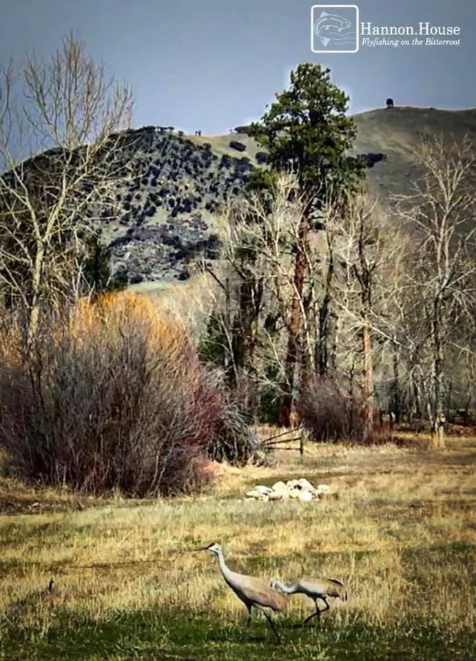 Animals in Hannon House