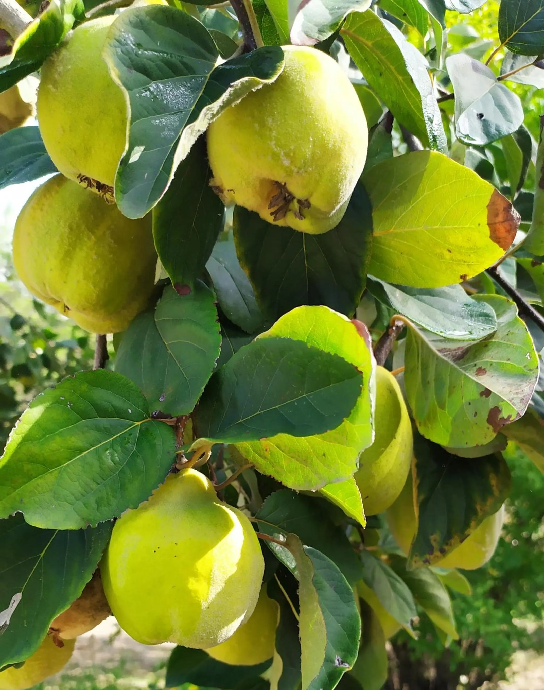 Garden in DAGO Farmhouse