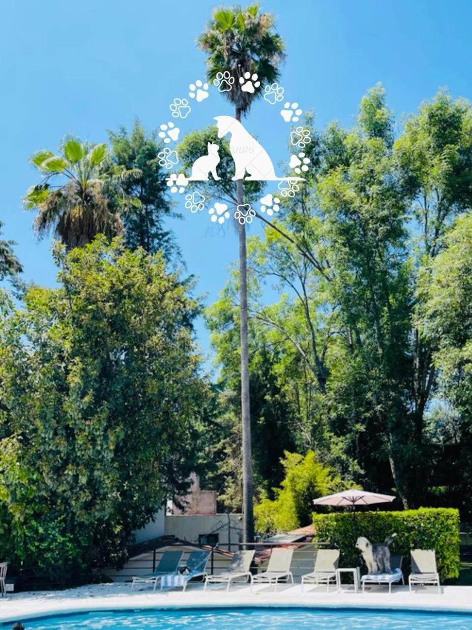 Pets in Hotel Boutique Unico Avandaro