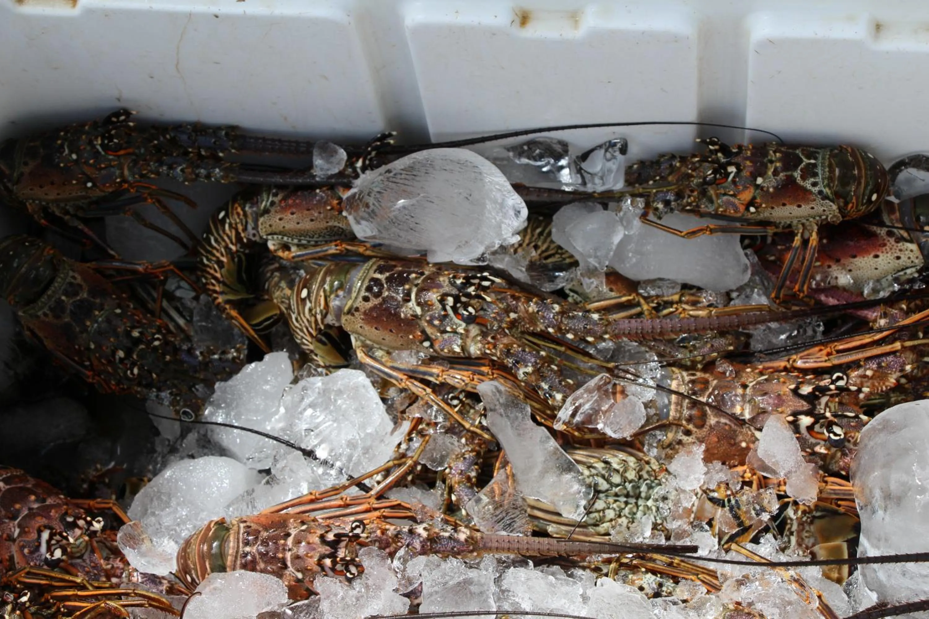 Caribbean Beach Villa Playa Bonita Las Terrenas