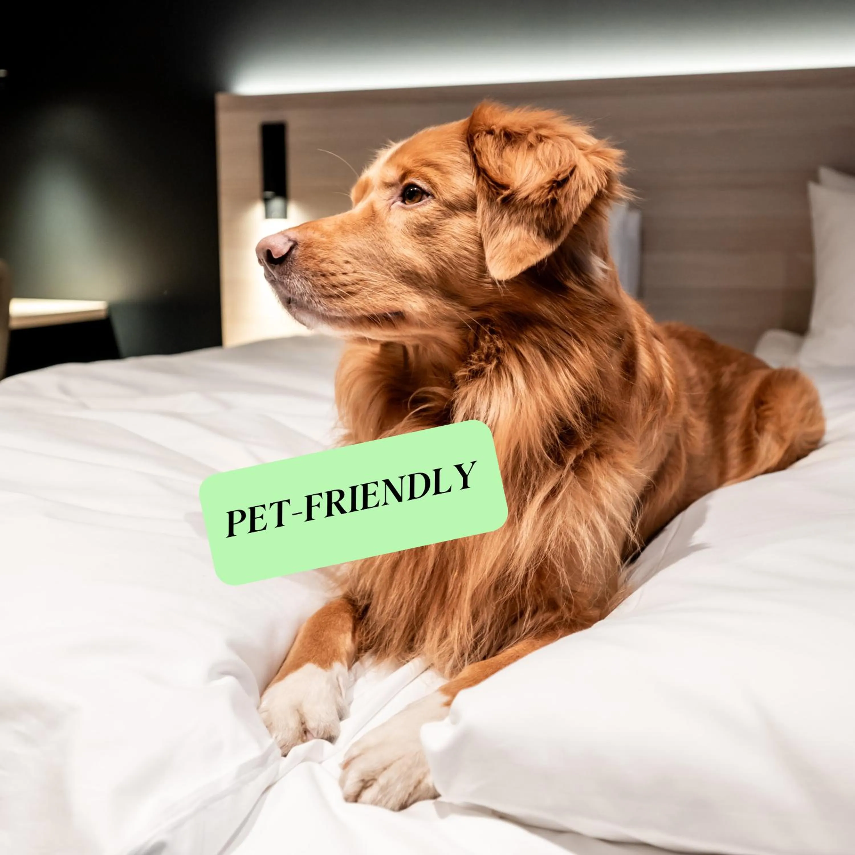 pet friendly in Citybox Bergen Danmarksplass