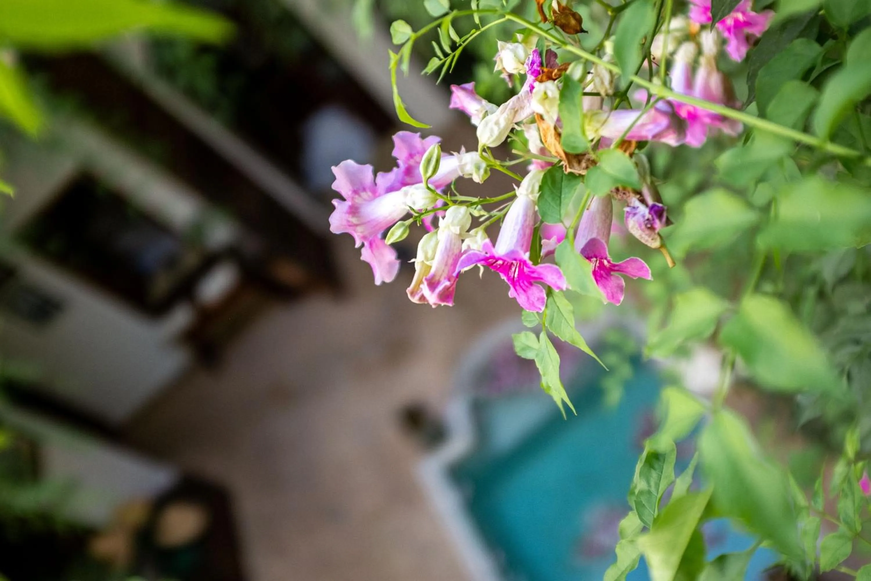 Patio in Riad Le Coq Berbère