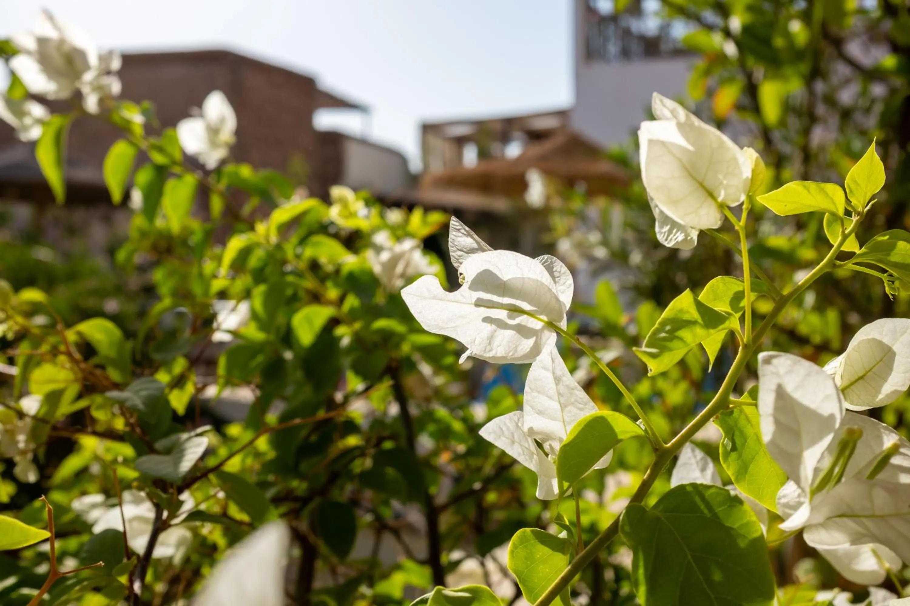 Balcony/Terrace in Riad Le Coq Berbère