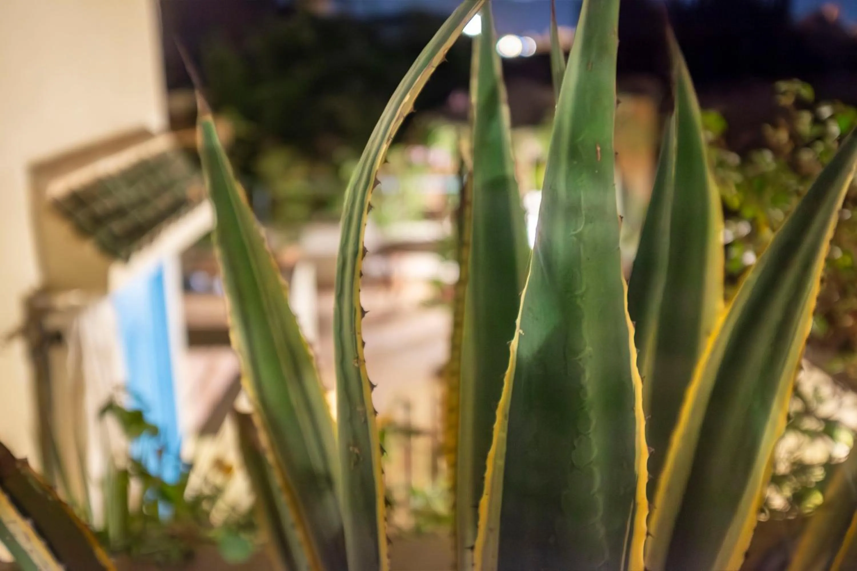 Balcony/Terrace in Riad Le Coq Berbère