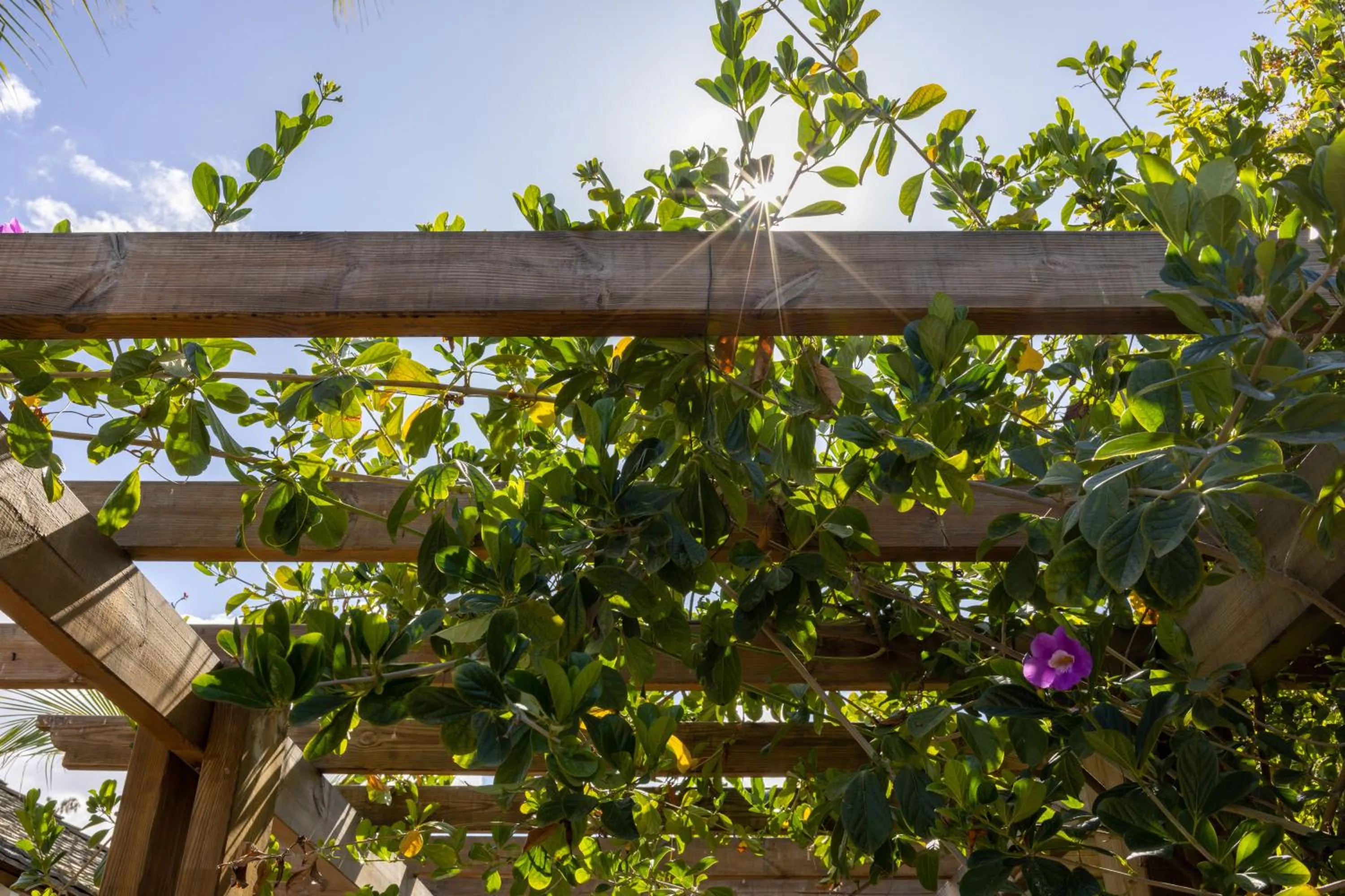 Garden in Hôtel Les Créoles