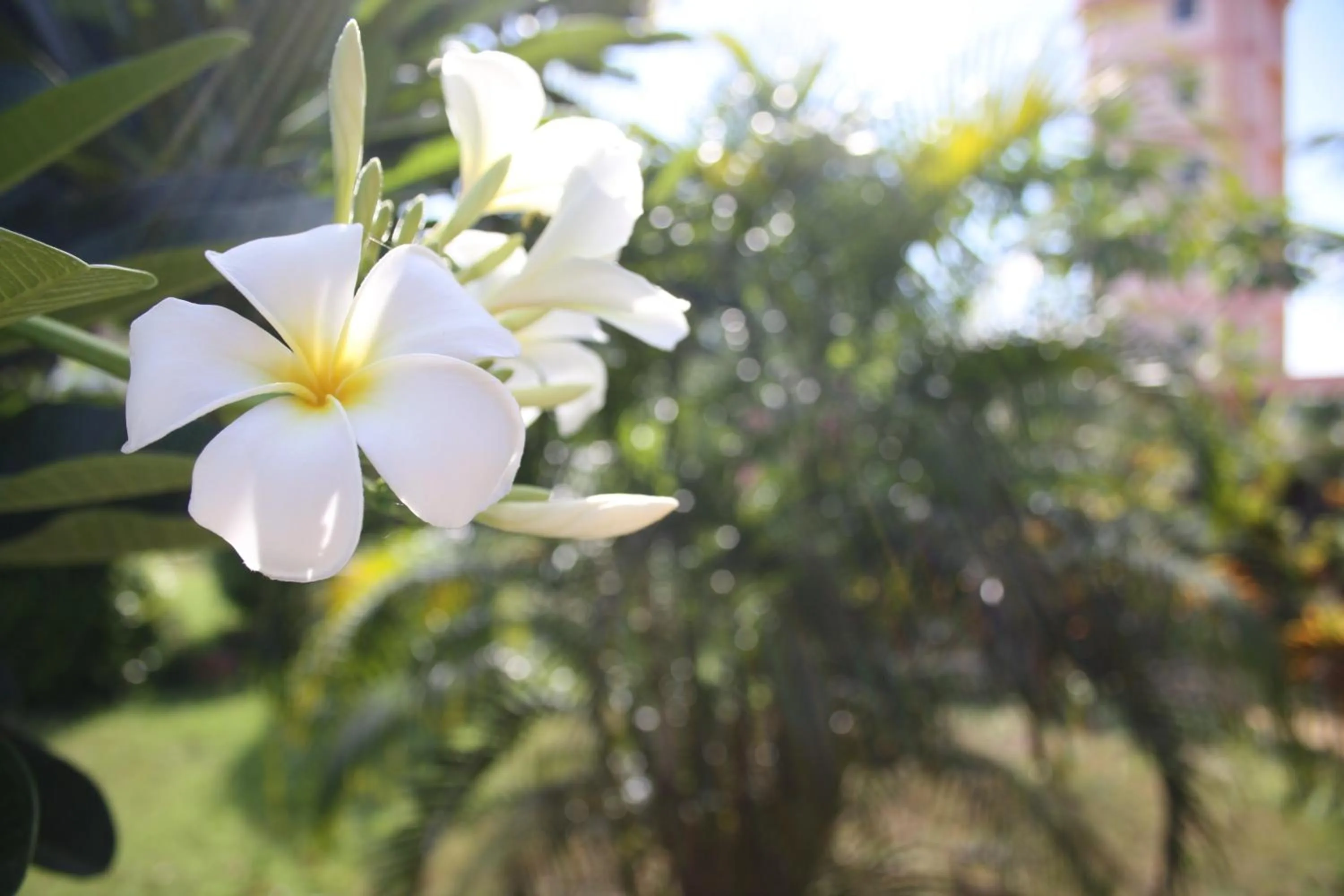 Garden in Ao Thai Resort
