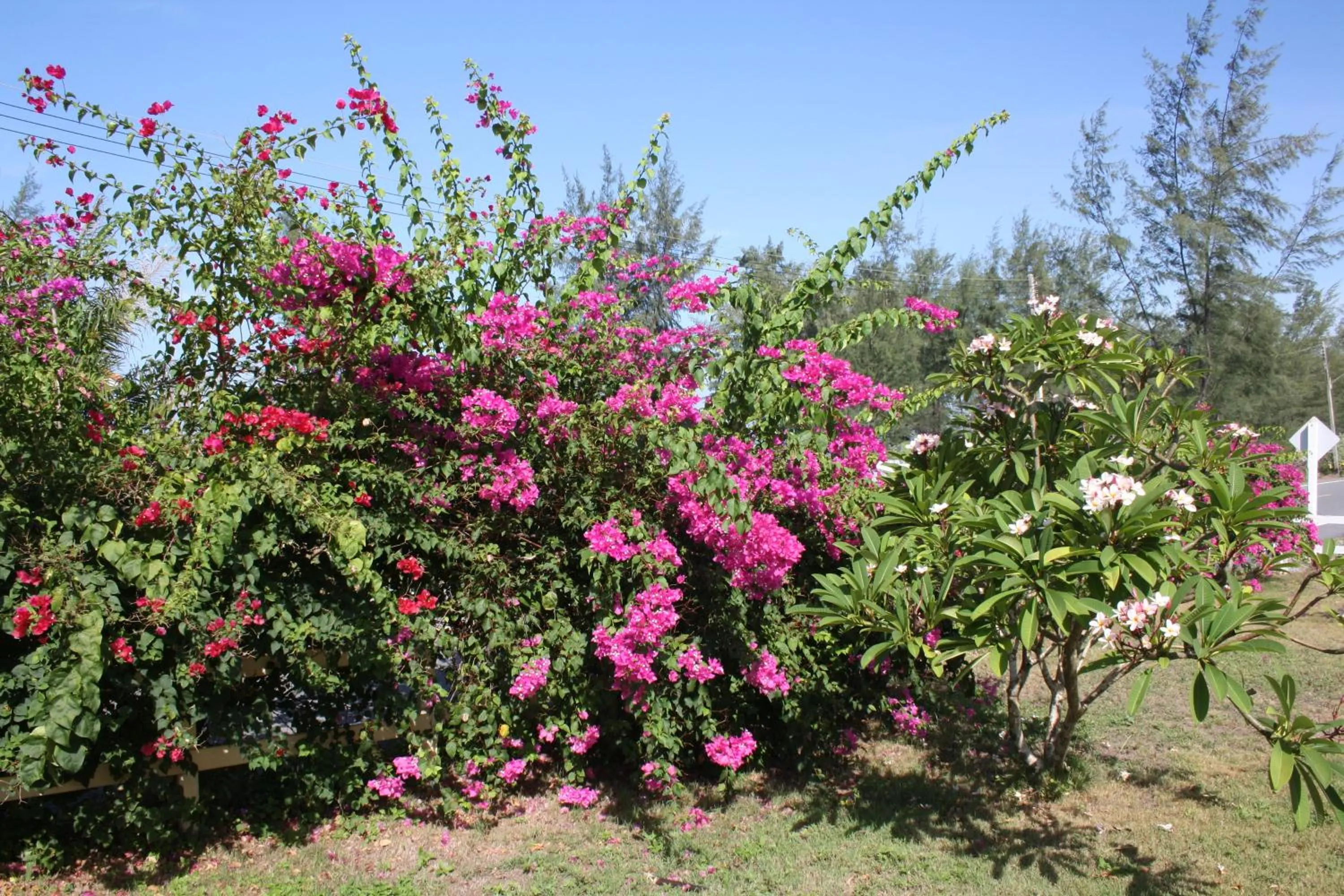 Garden in Ao Thai Resort