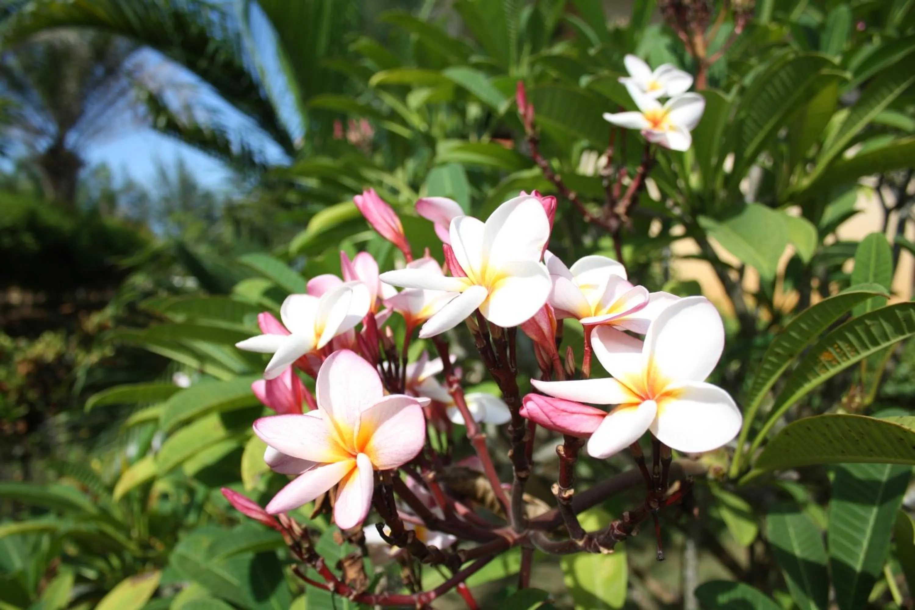 Garden in Ao Thai Resort