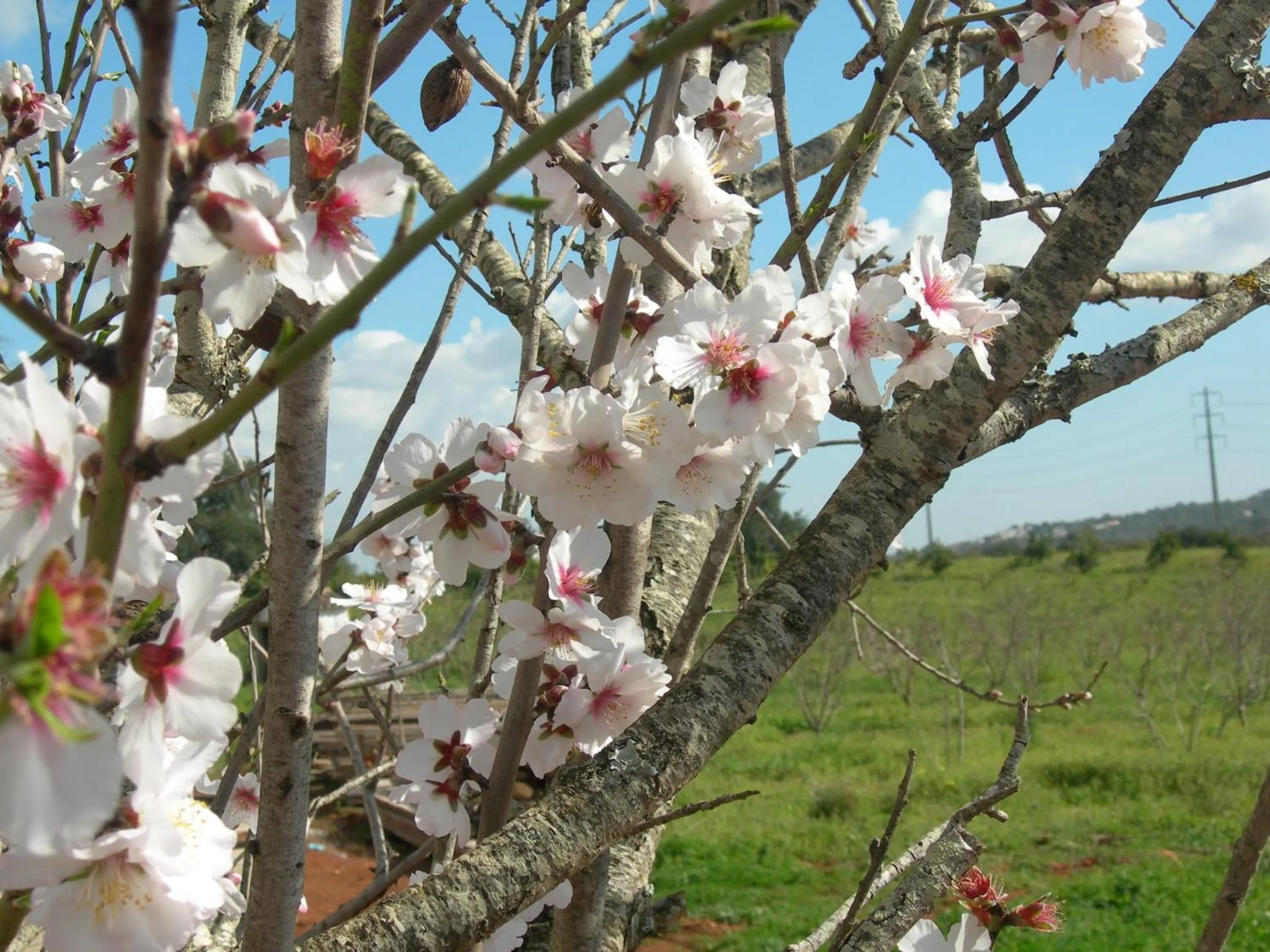 Garden in Quinta da Mesquita