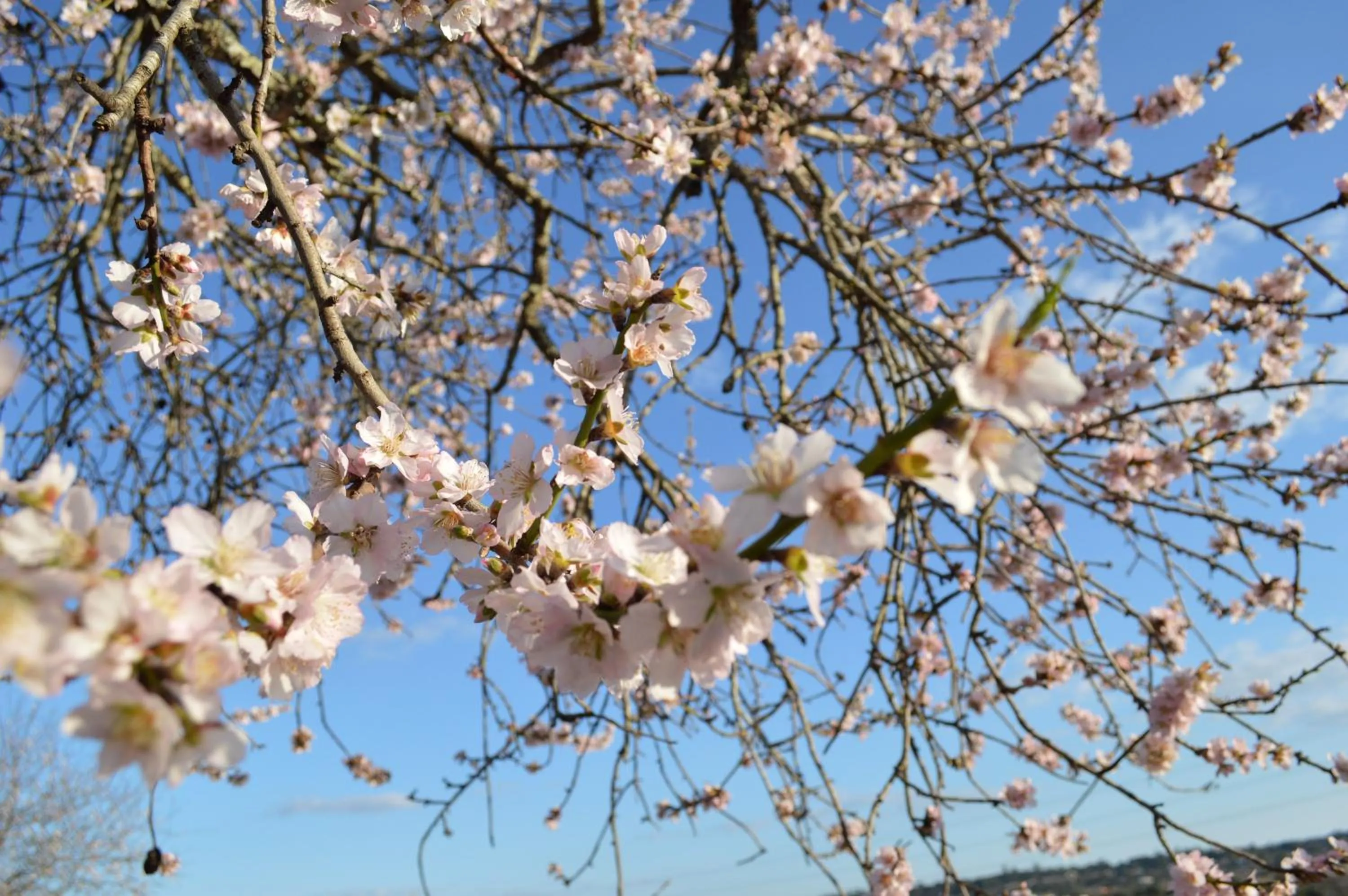 Natural landscape in Quinta da Mesquita