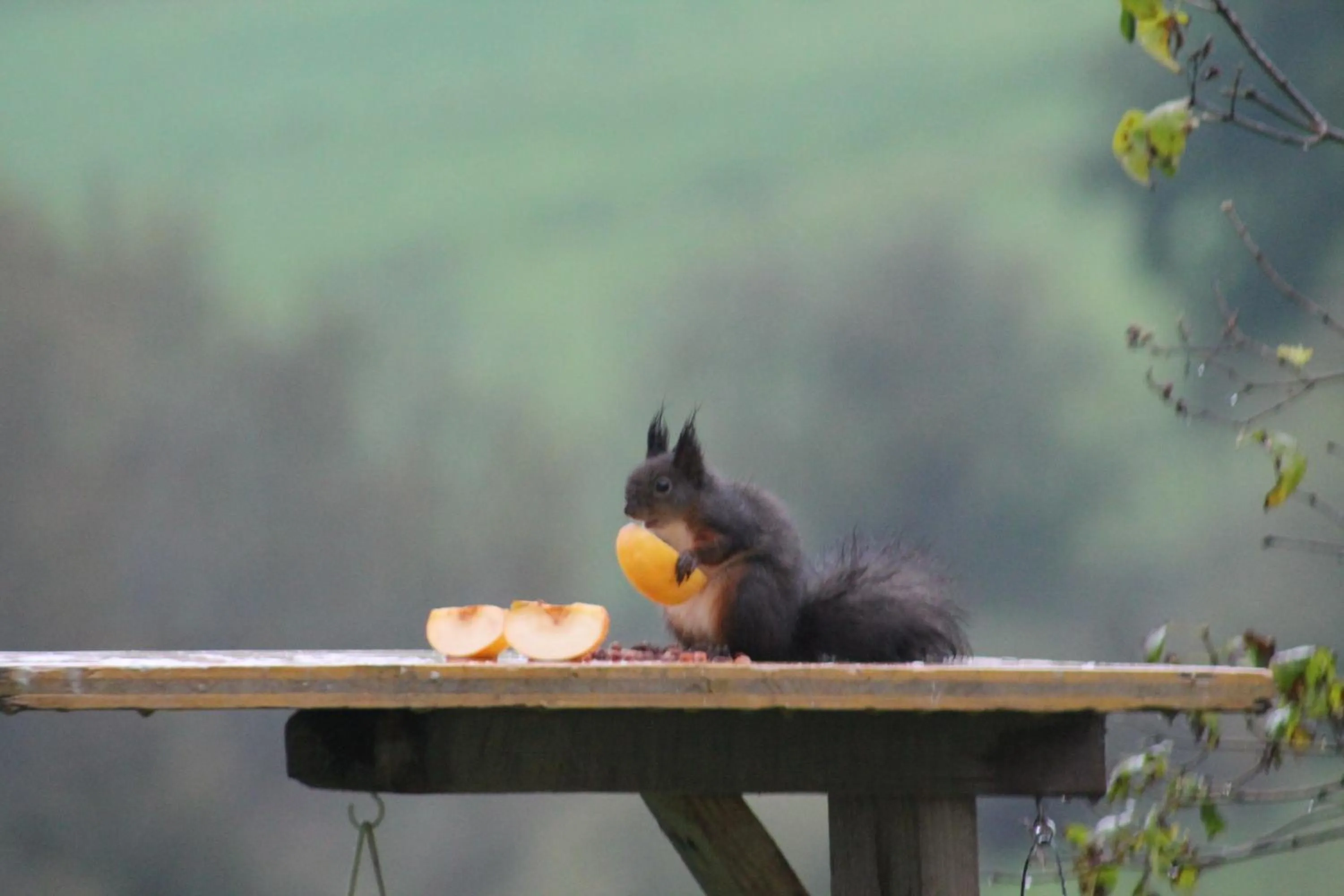 Garden in Hotel Kraftquelle Schlossblick