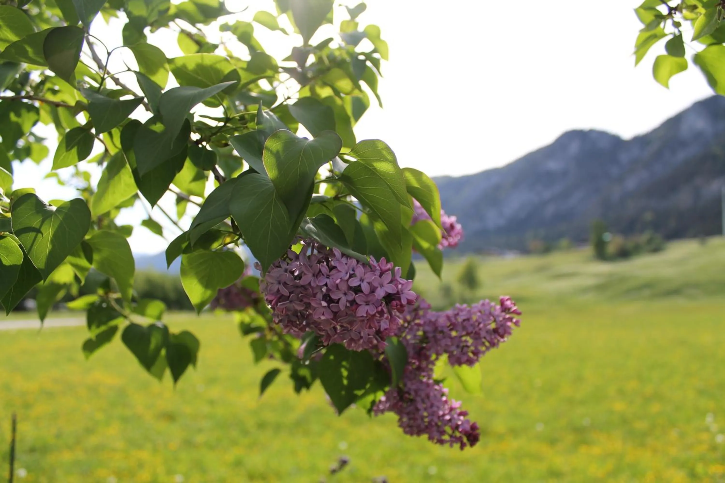 Garden in Hotel Kraftquelle Schlossblick